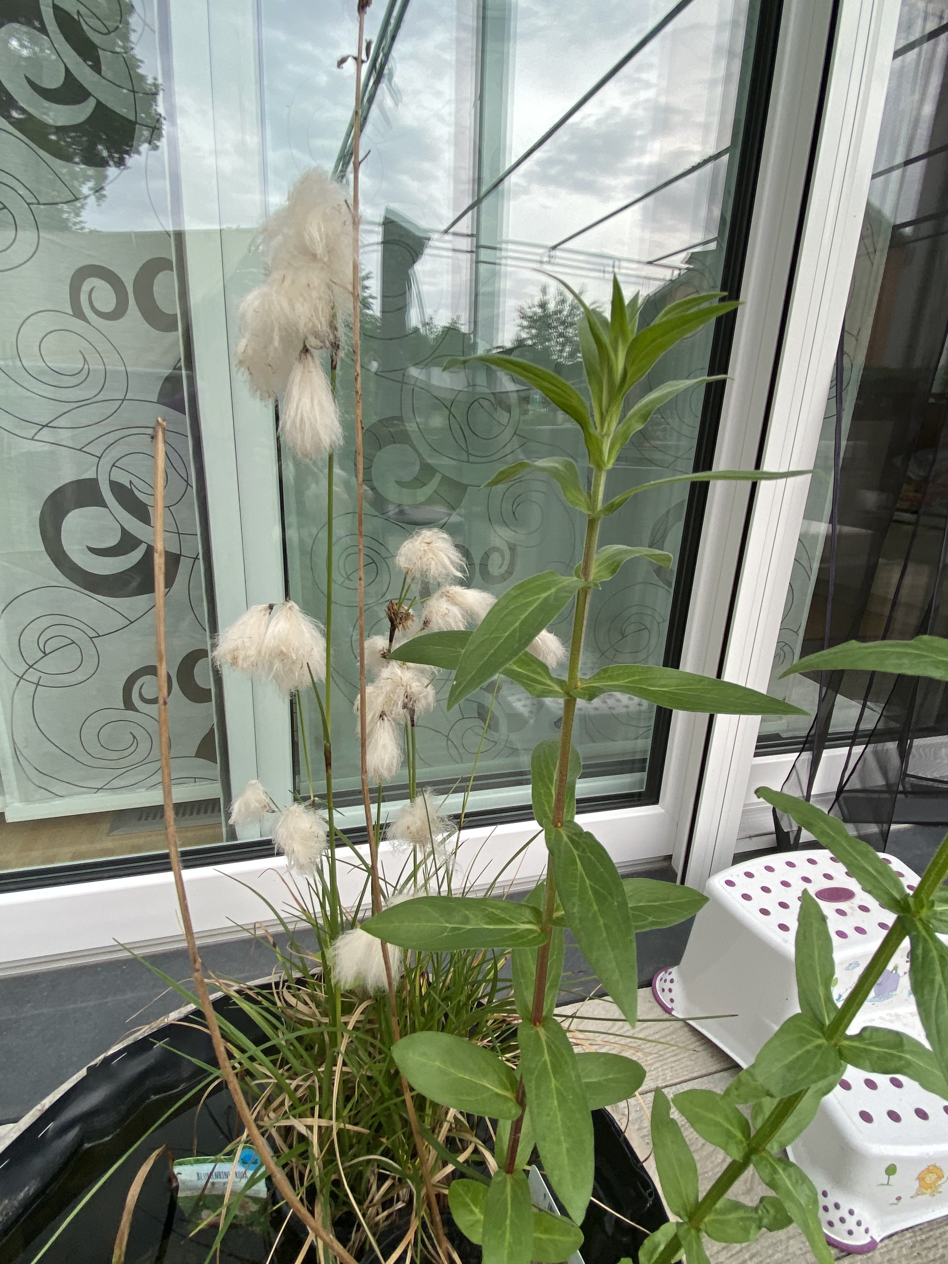 bunter-garten-plauder-bilder-thread-505591-1.jpeg