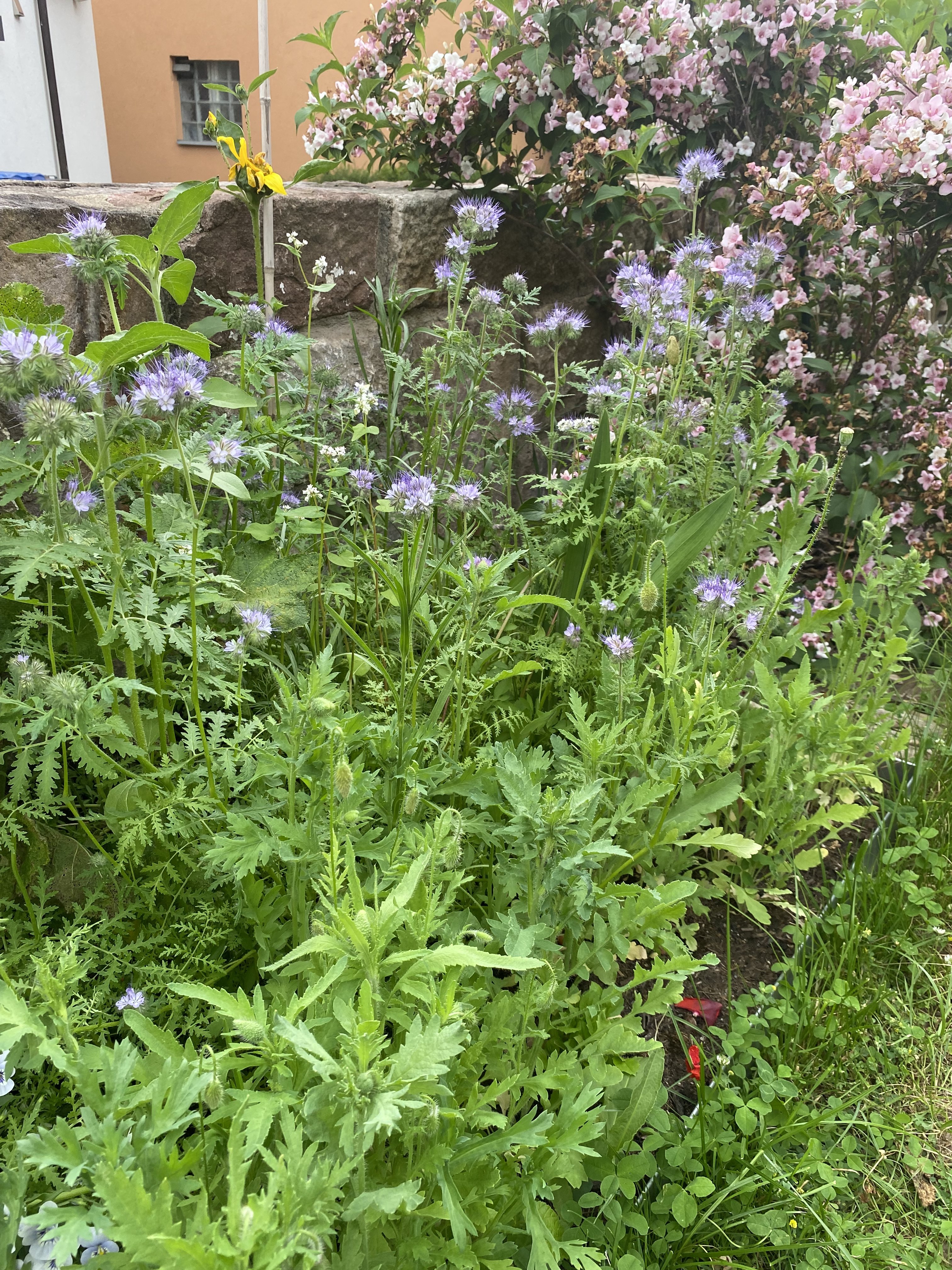 bunter-garten-plauder-bilder-thread-505591-2.jpeg