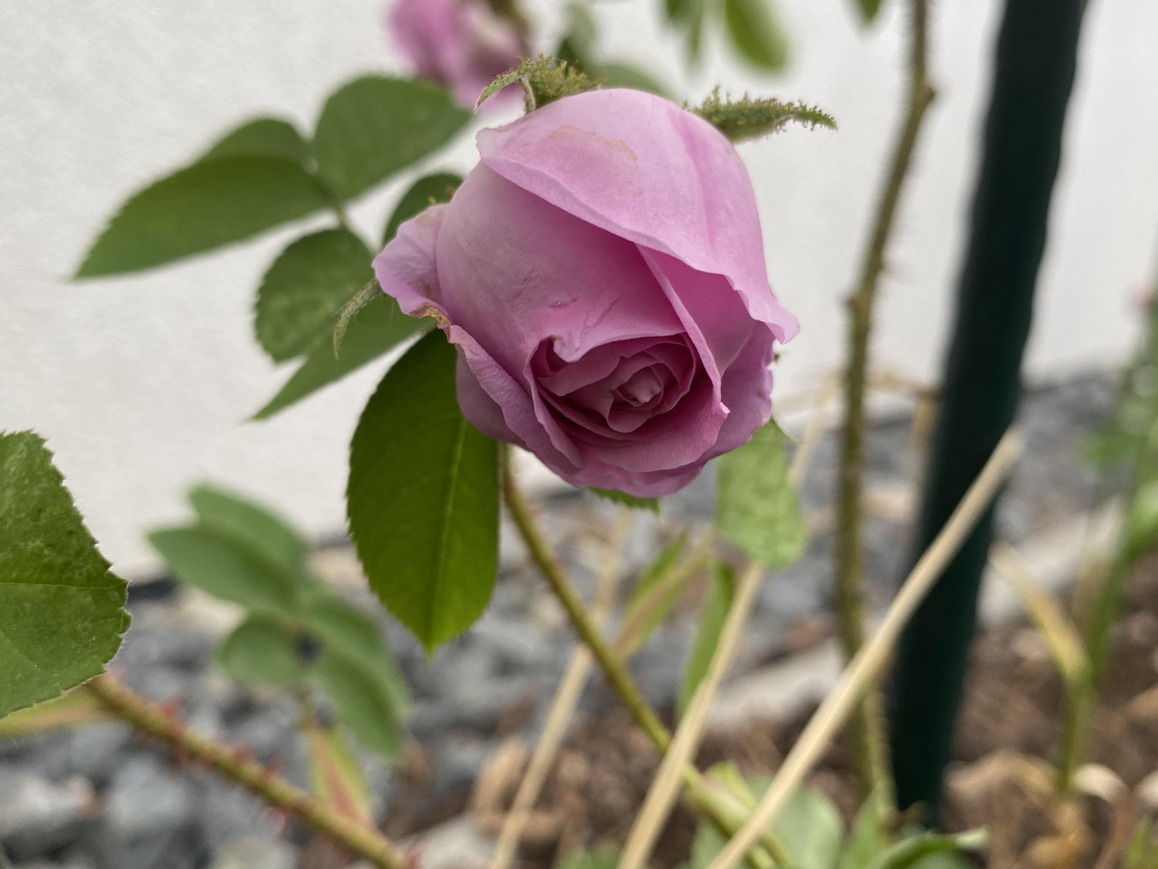 bunter-garten-plauder-bilder-thread-505591-3.jpeg