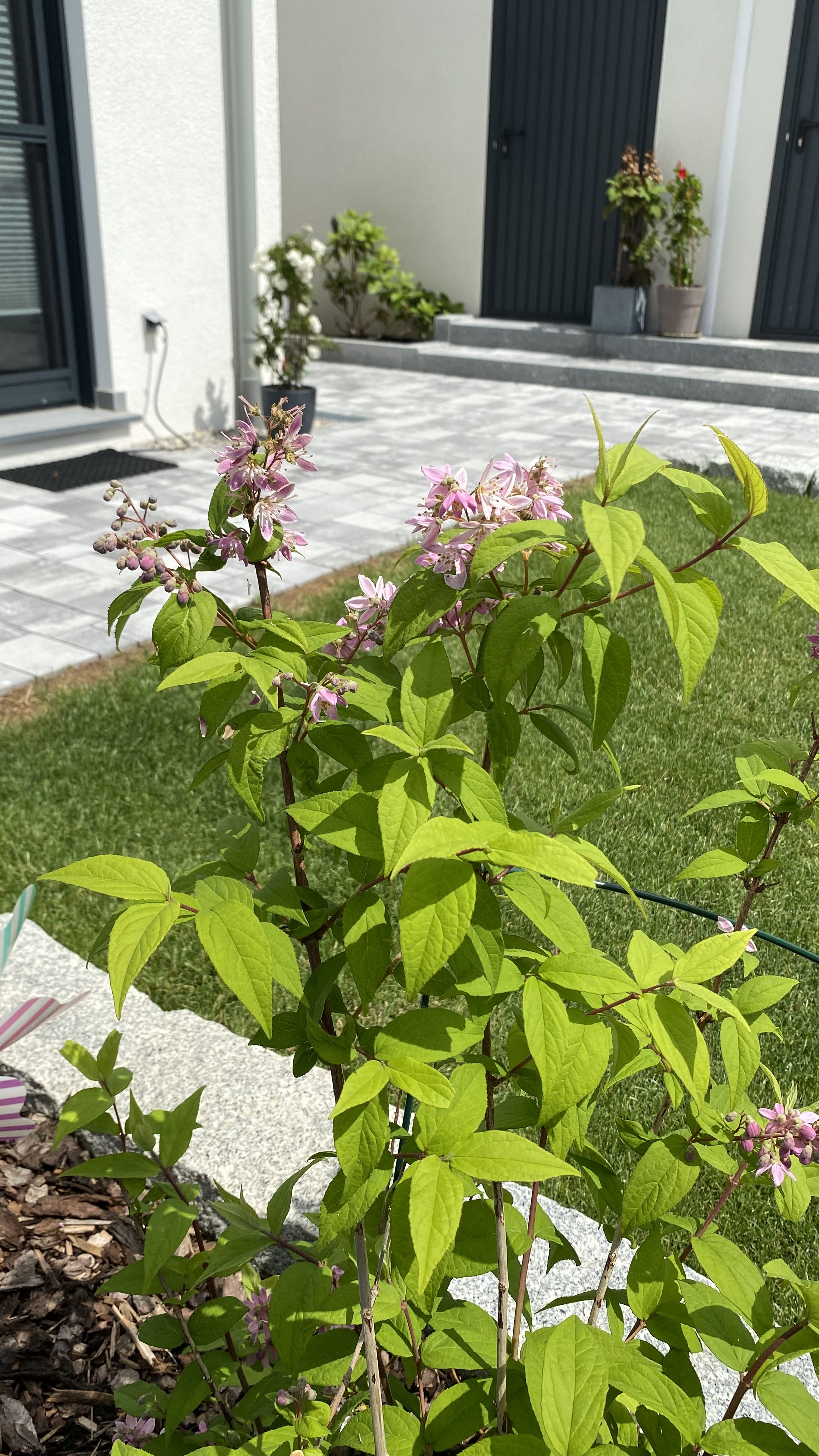 bunter-garten-plauder-bilder-thread-506487-2.jpeg