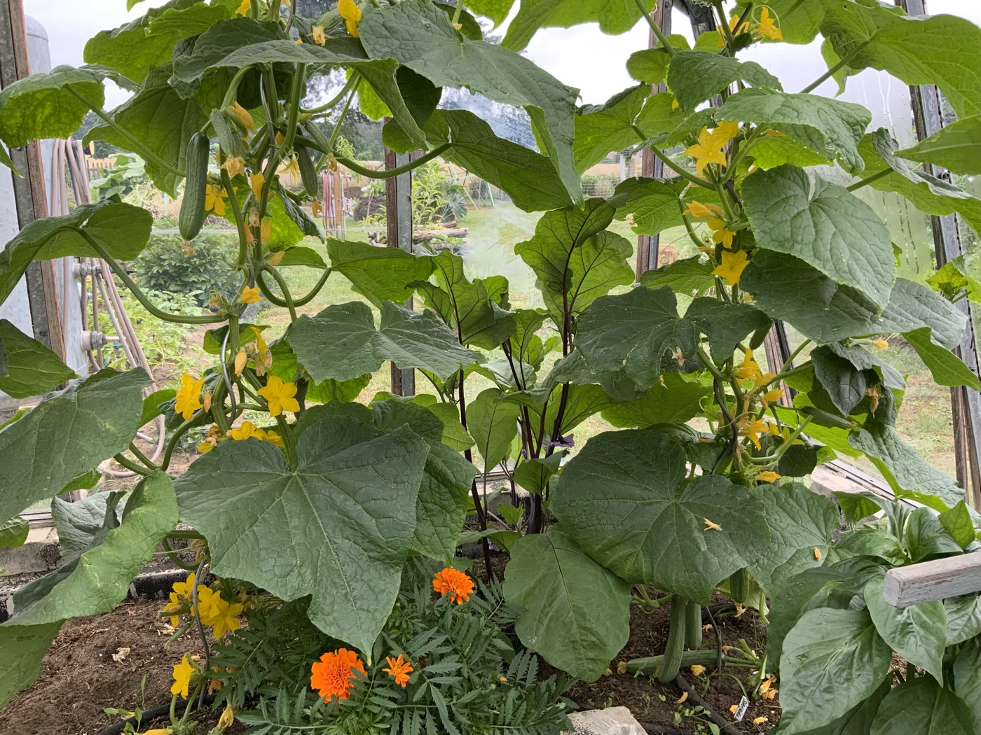 bunter-garten-plauder-bilder-thread-509538-1.jpeg