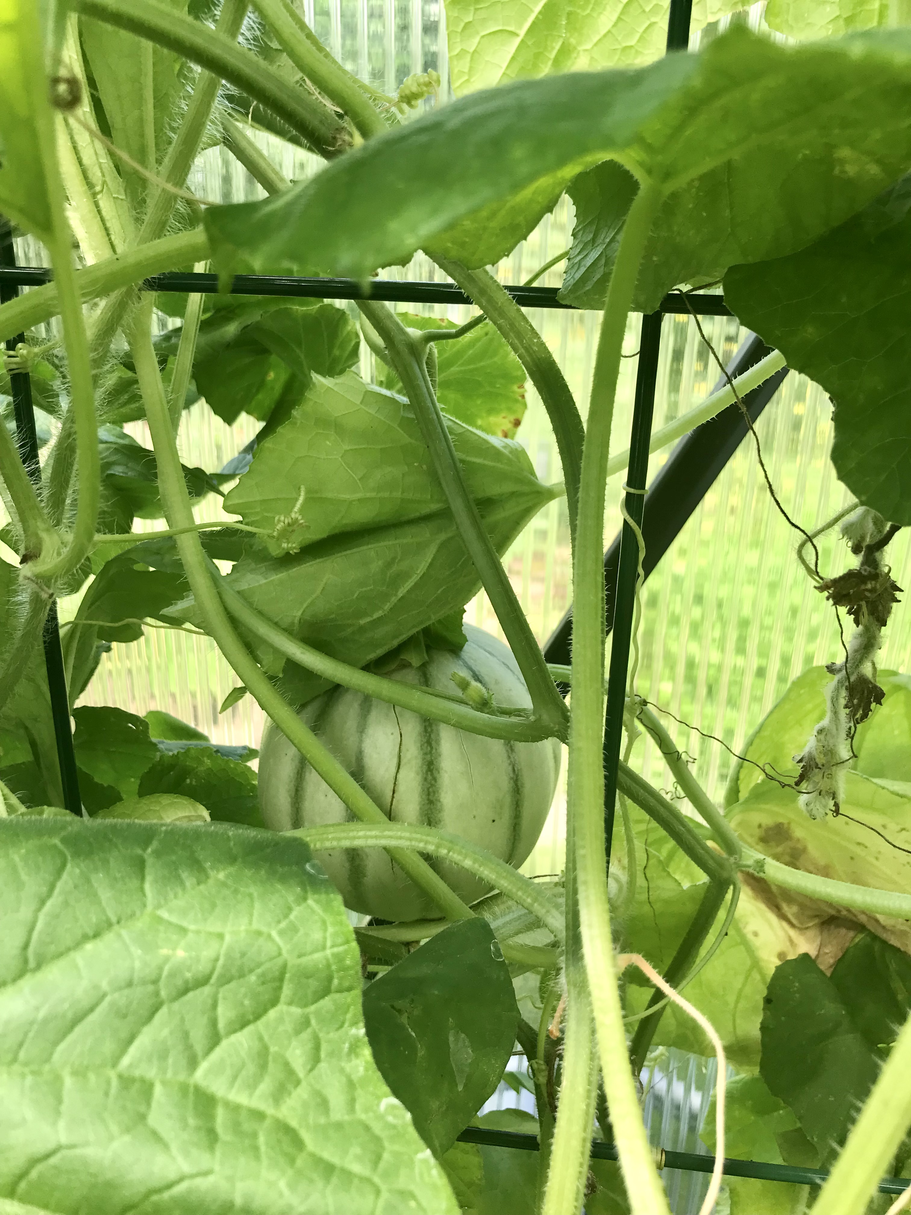 bunter-garten-plauder-bilder-thread-511746-1.jpeg