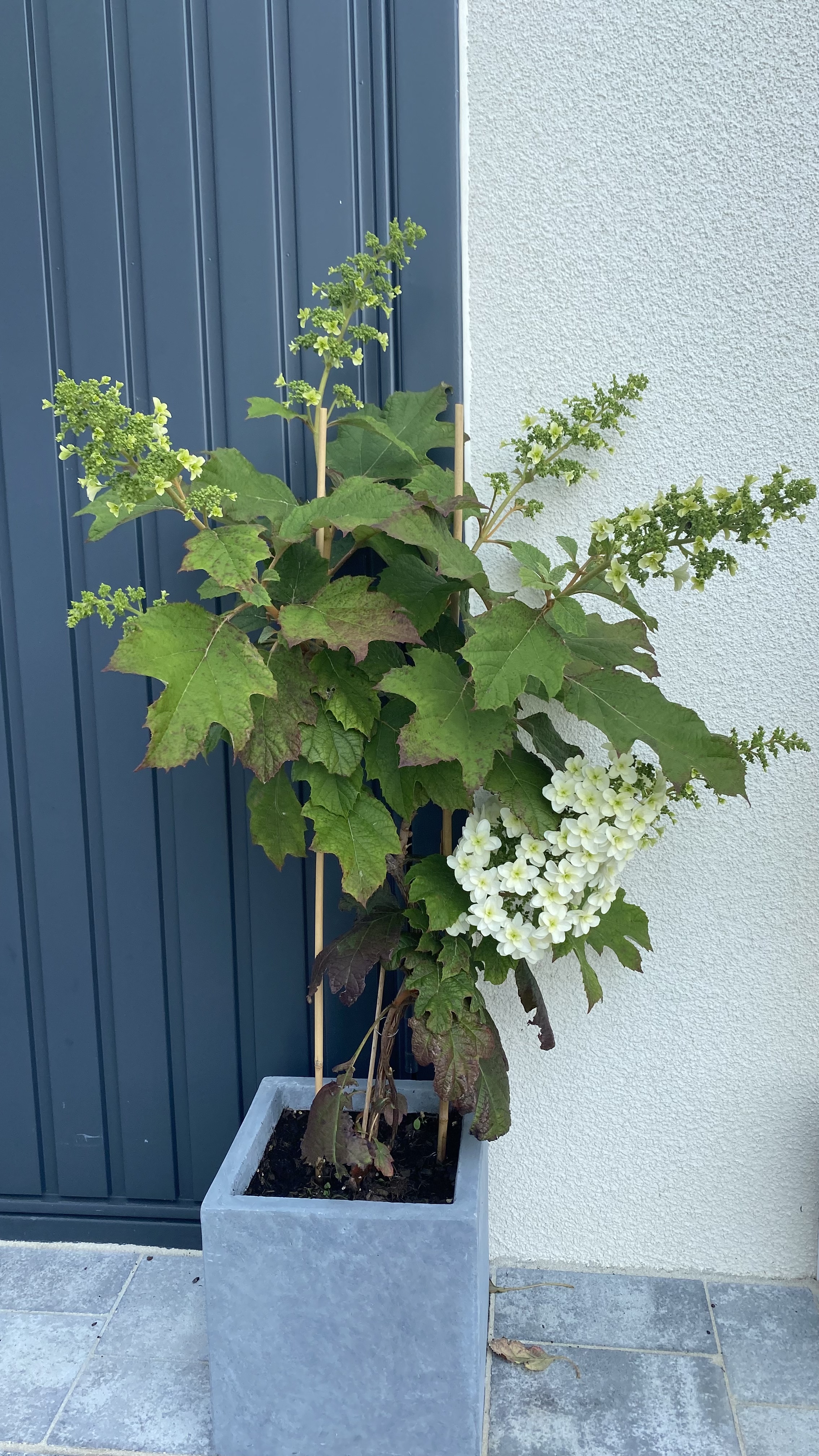 bunter-garten-plauder-bilder-thread-512524-1.jpeg