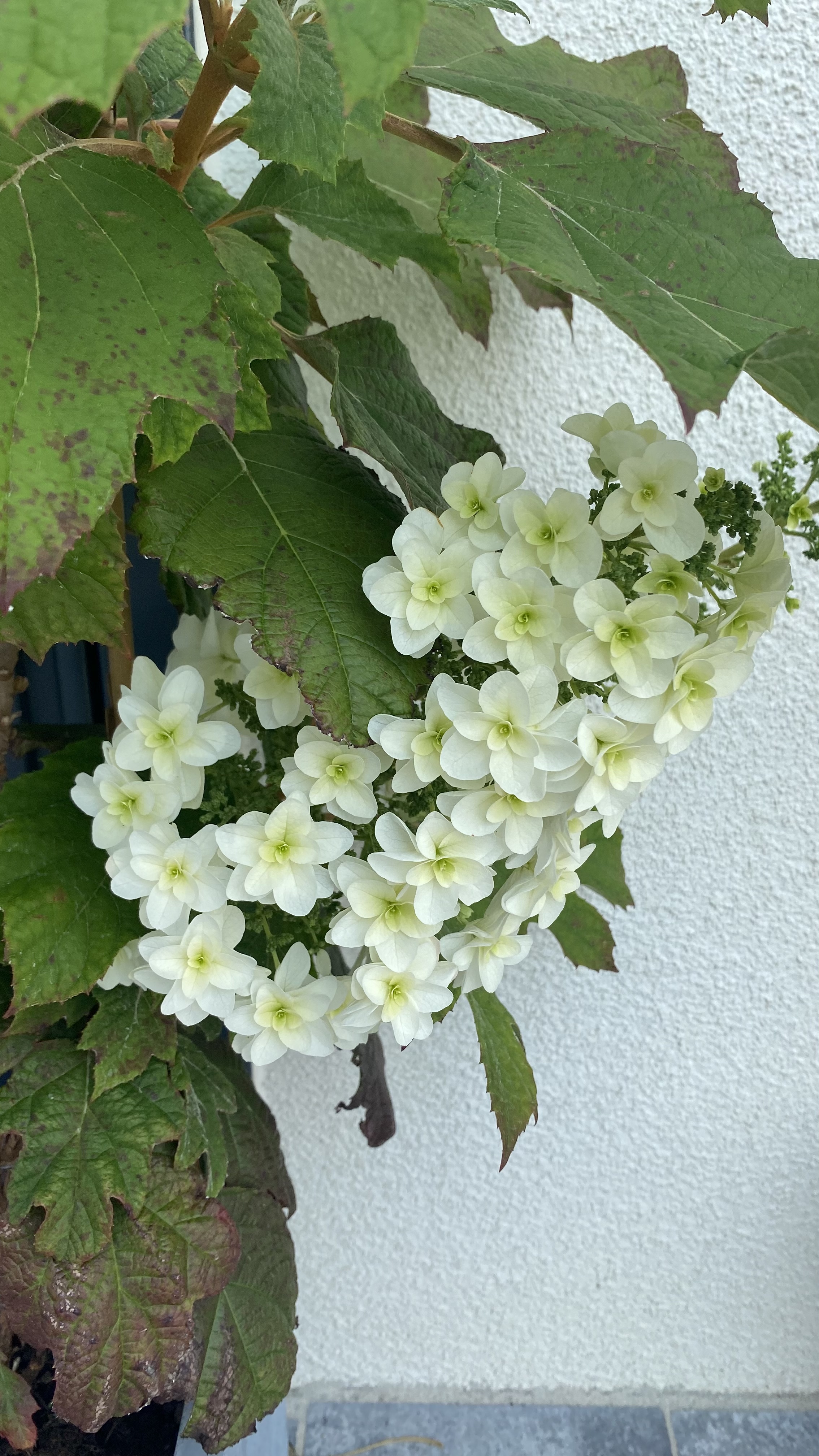 bunter-garten-plauder-bilder-thread-512524-2.jpeg