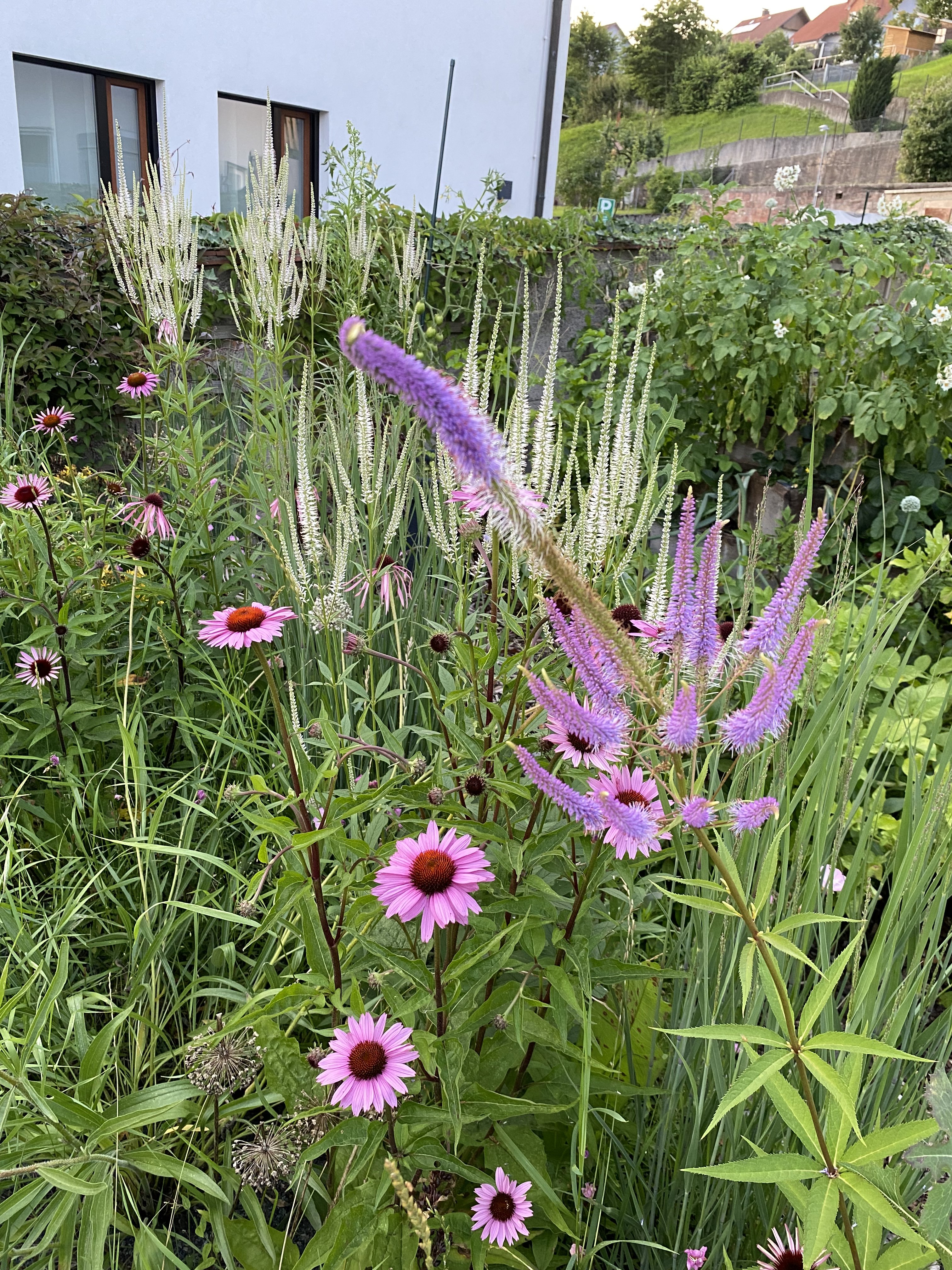 bunter-garten-plauder-bilder-thread-512590-3.jpeg
