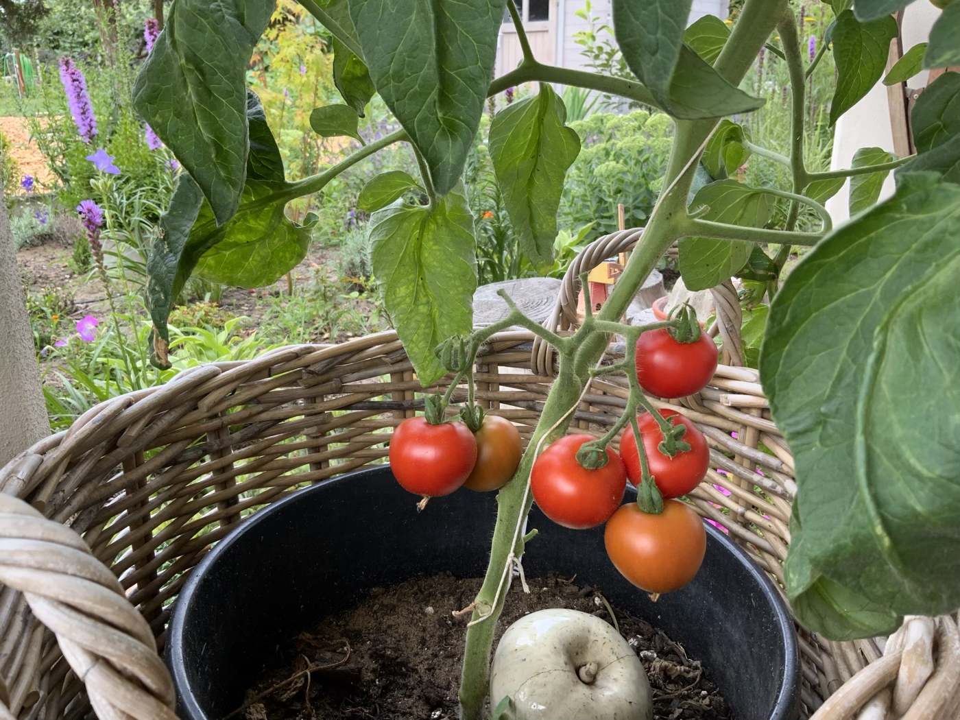 bunter-garten-plauder-bilder-thread-512640-2.jpeg