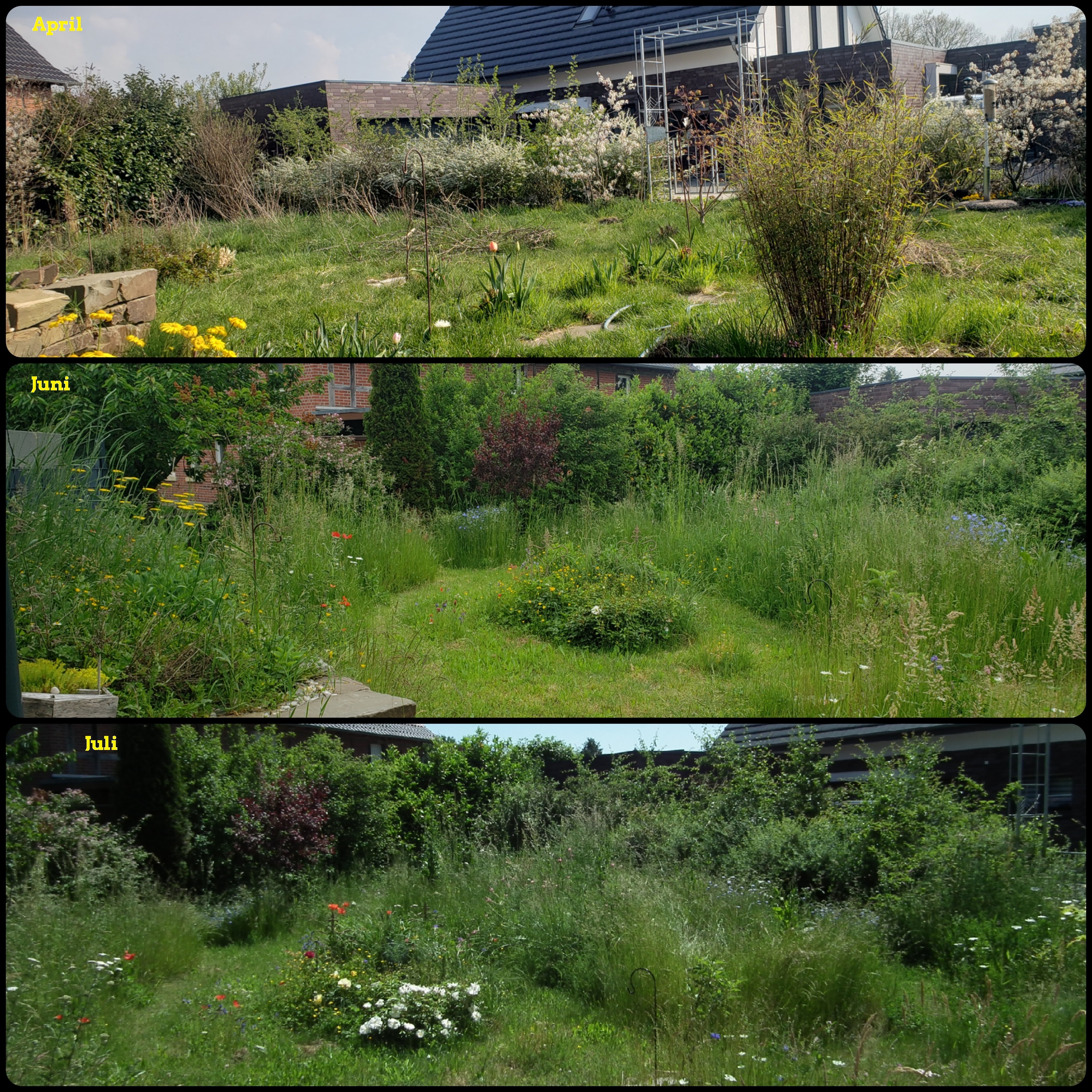 bunter-garten-plauder-bilder-thread-512678-2.jpg