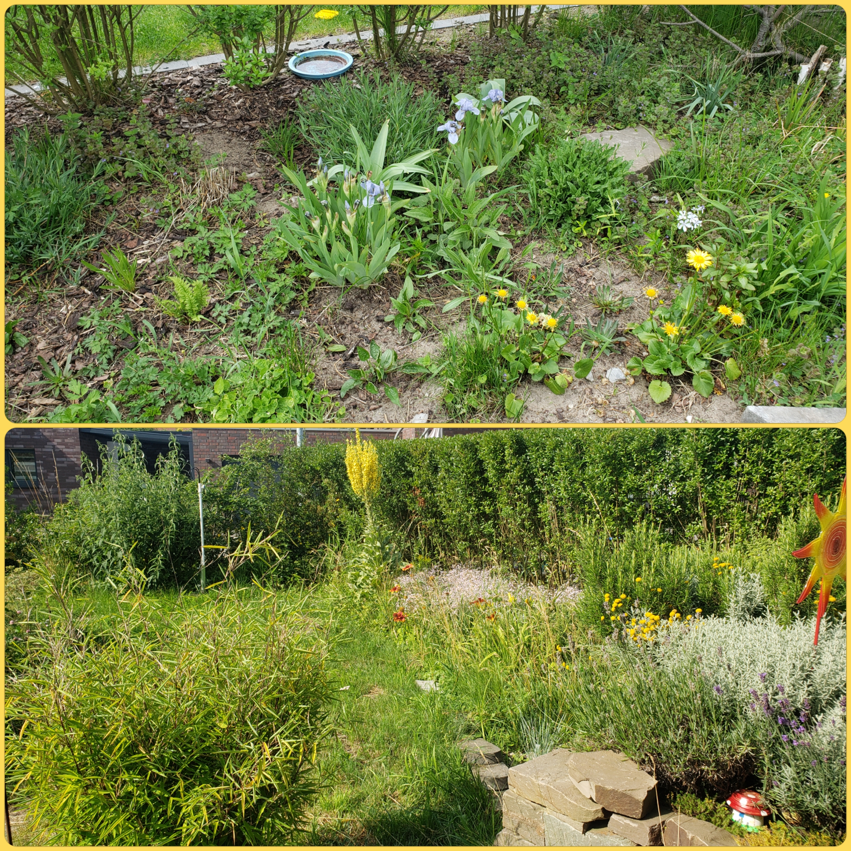 bunter-garten-plauder-bilder-thread-512678-3.jpg
