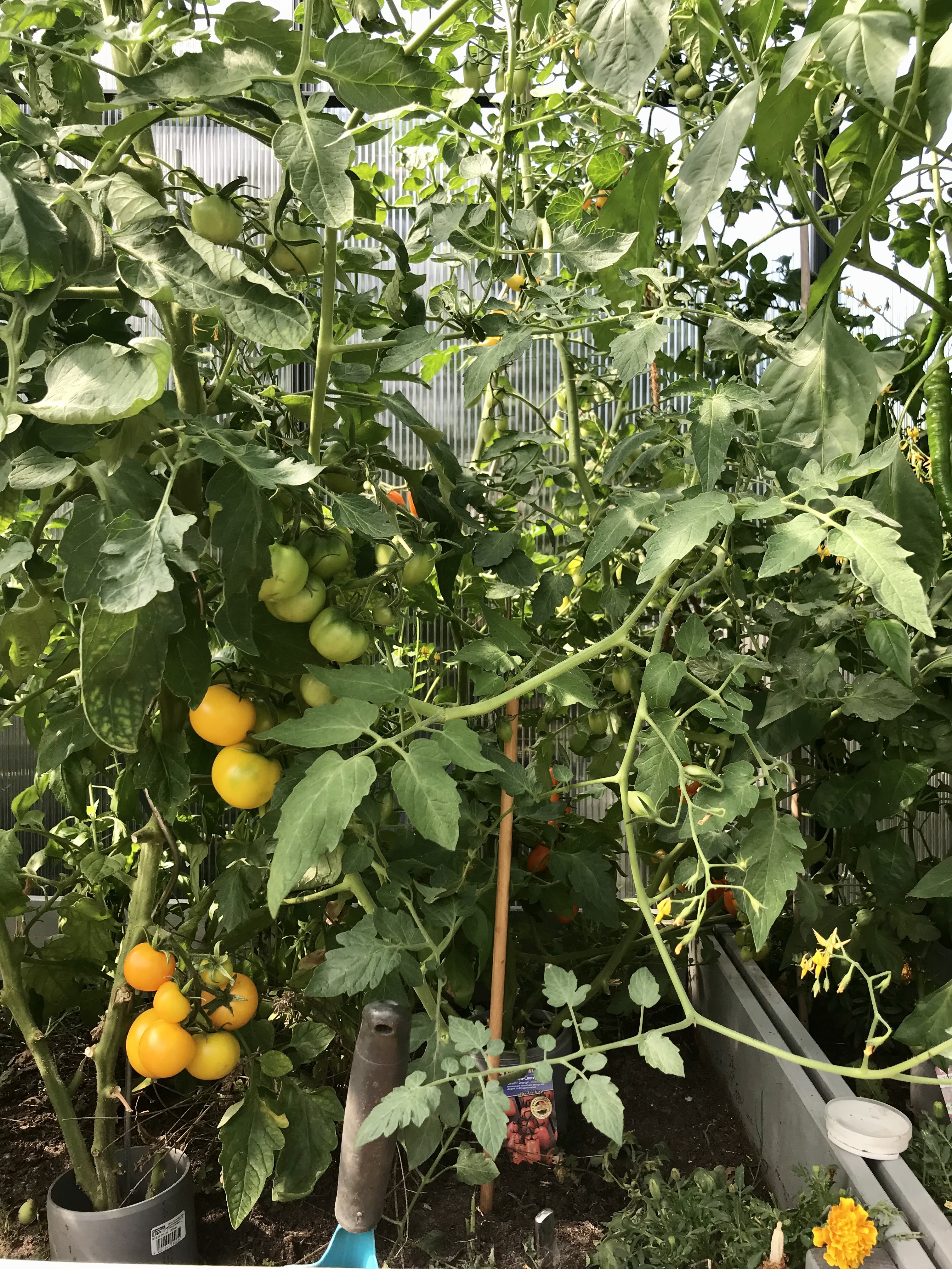 bunter-garten-plauder-bilder-thread-512959-2.jpeg