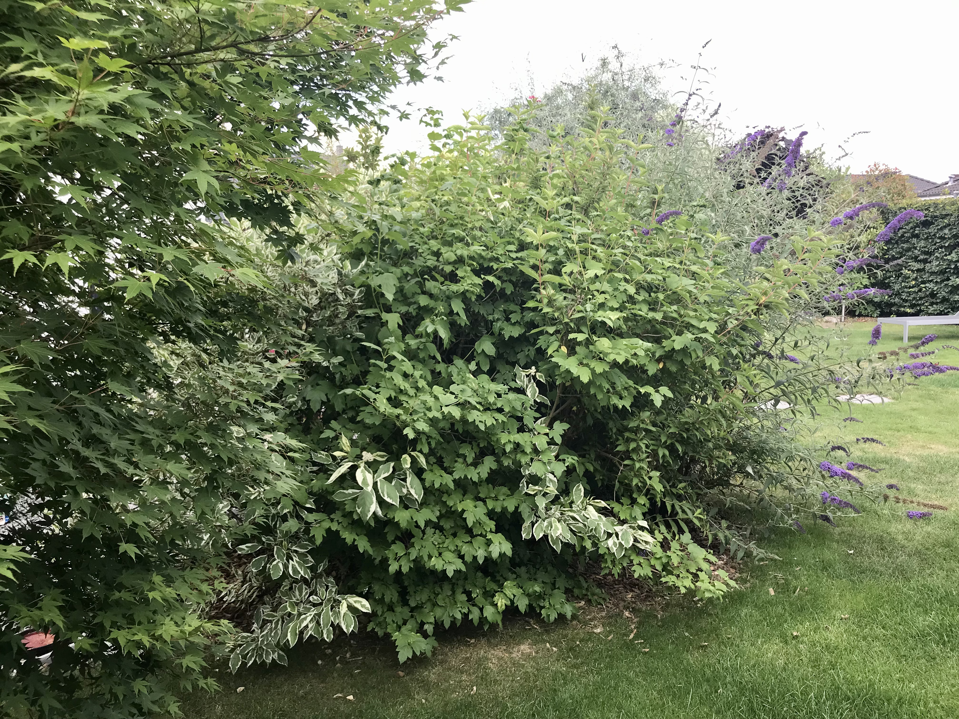bunter-garten-plauder-bilder-thread-513266-2.jpeg