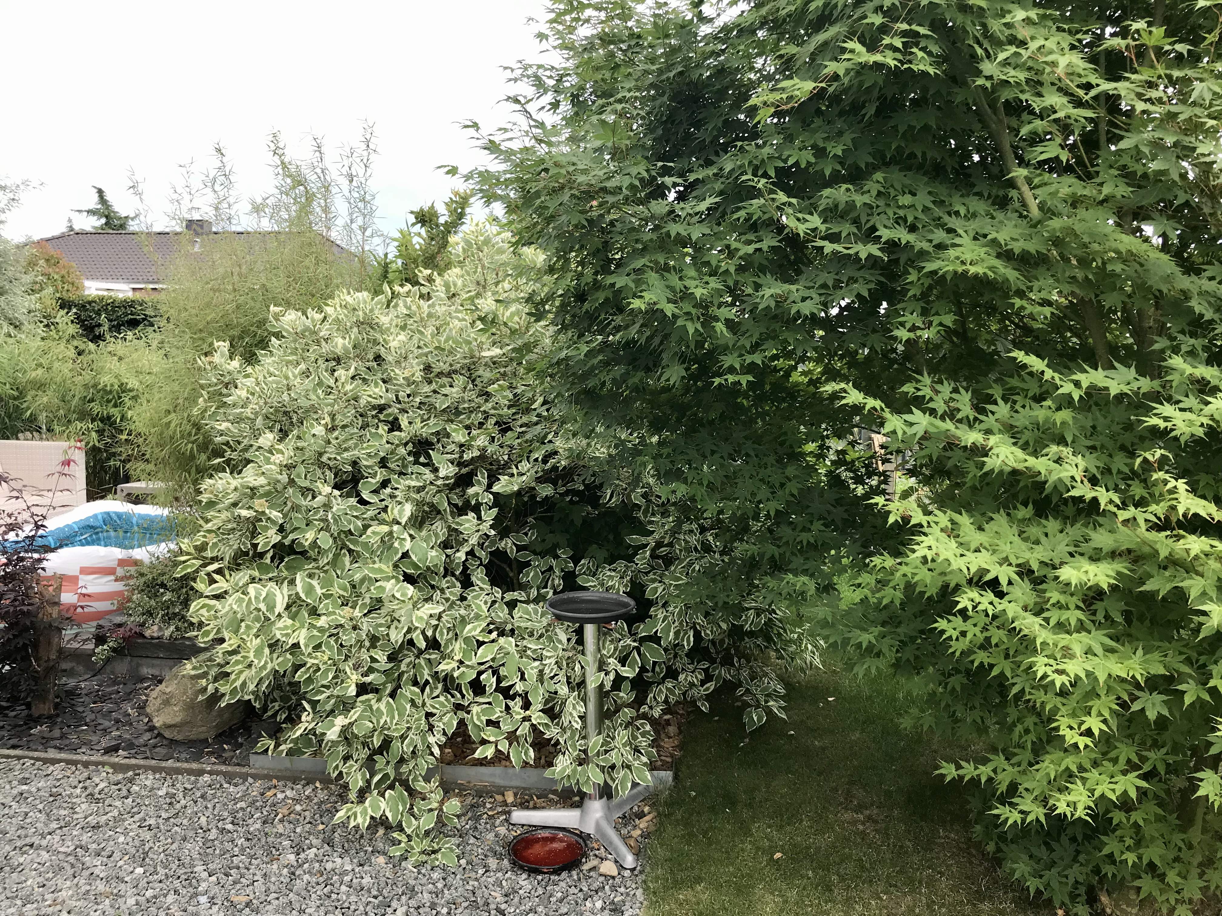 bunter-garten-plauder-bilder-thread-513266-3.jpeg