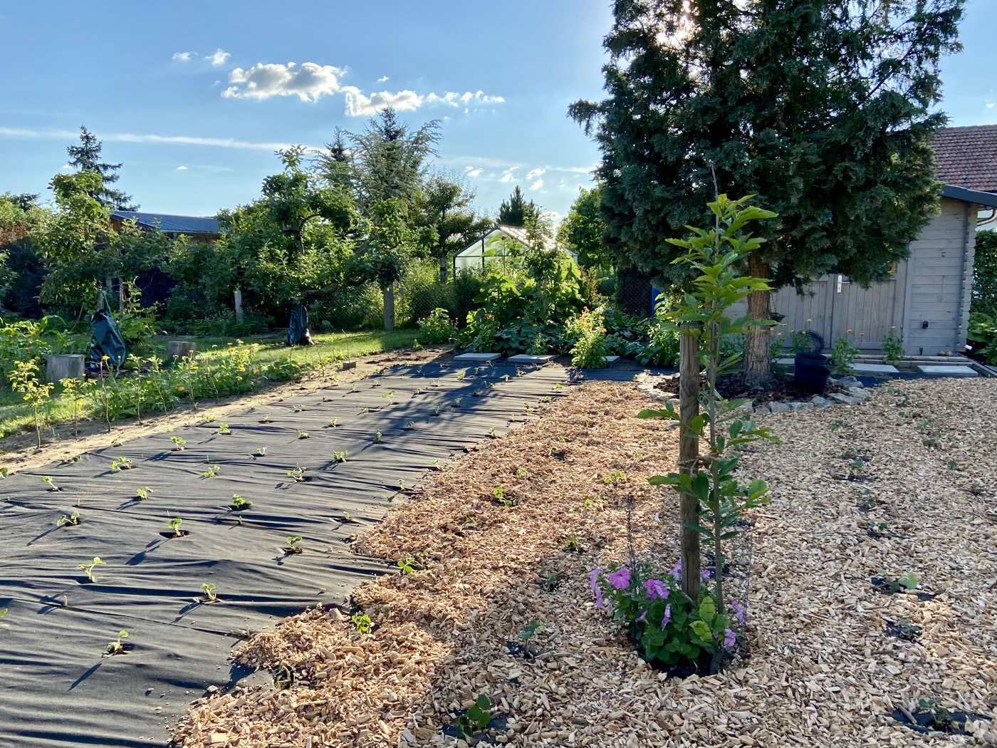 bunter-garten-plauder-bilder-thread-516375-1.jpeg