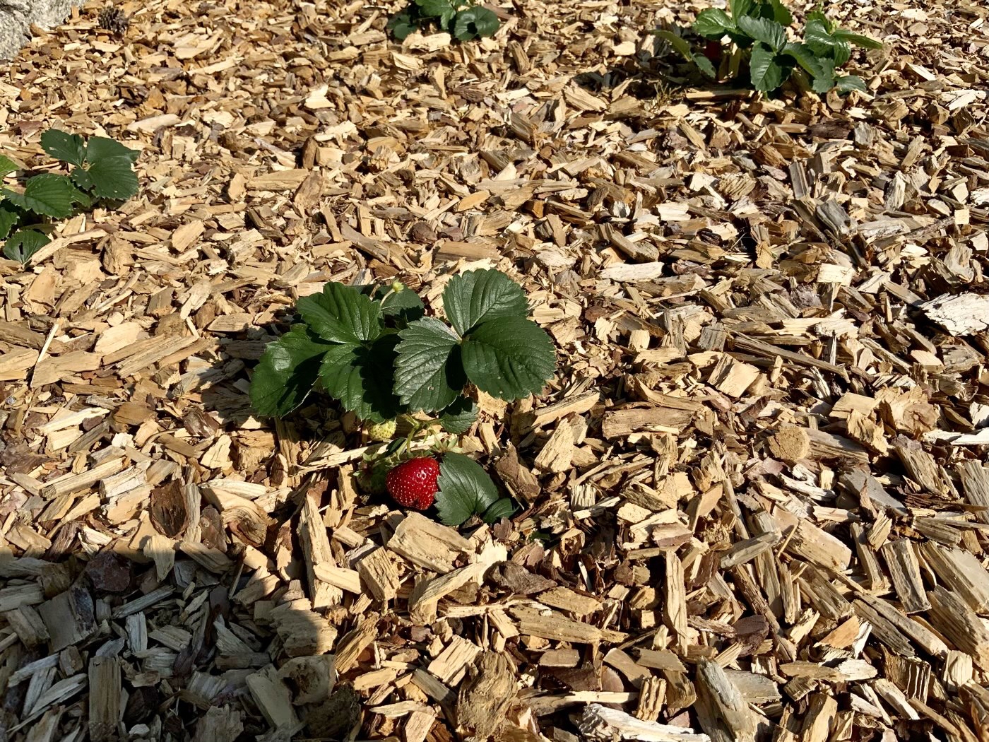 bunter-garten-plauder-bilder-thread-516375-3.jpeg