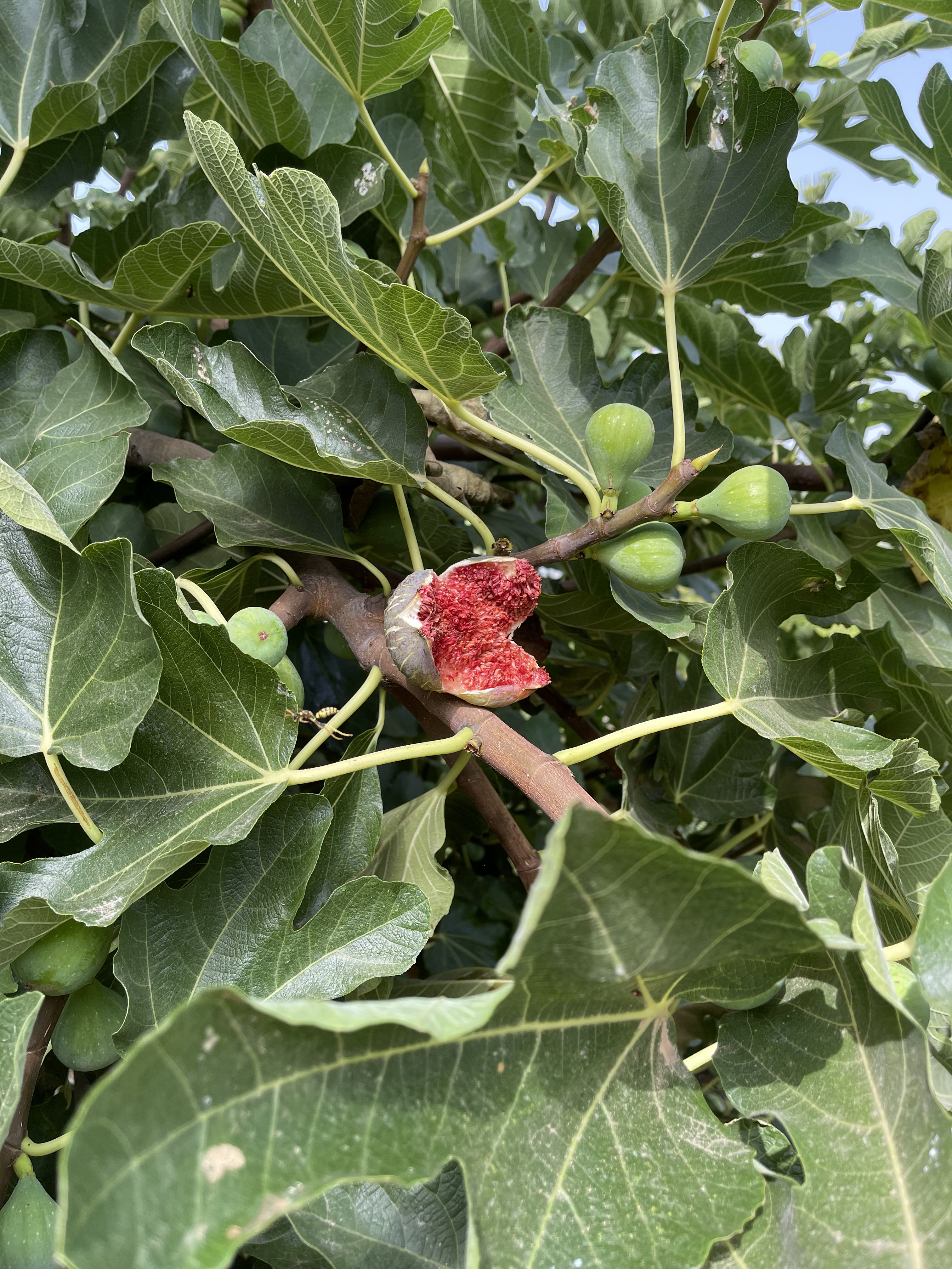 bunter-garten-plauder-bilder-thread-517083-1.jpeg
