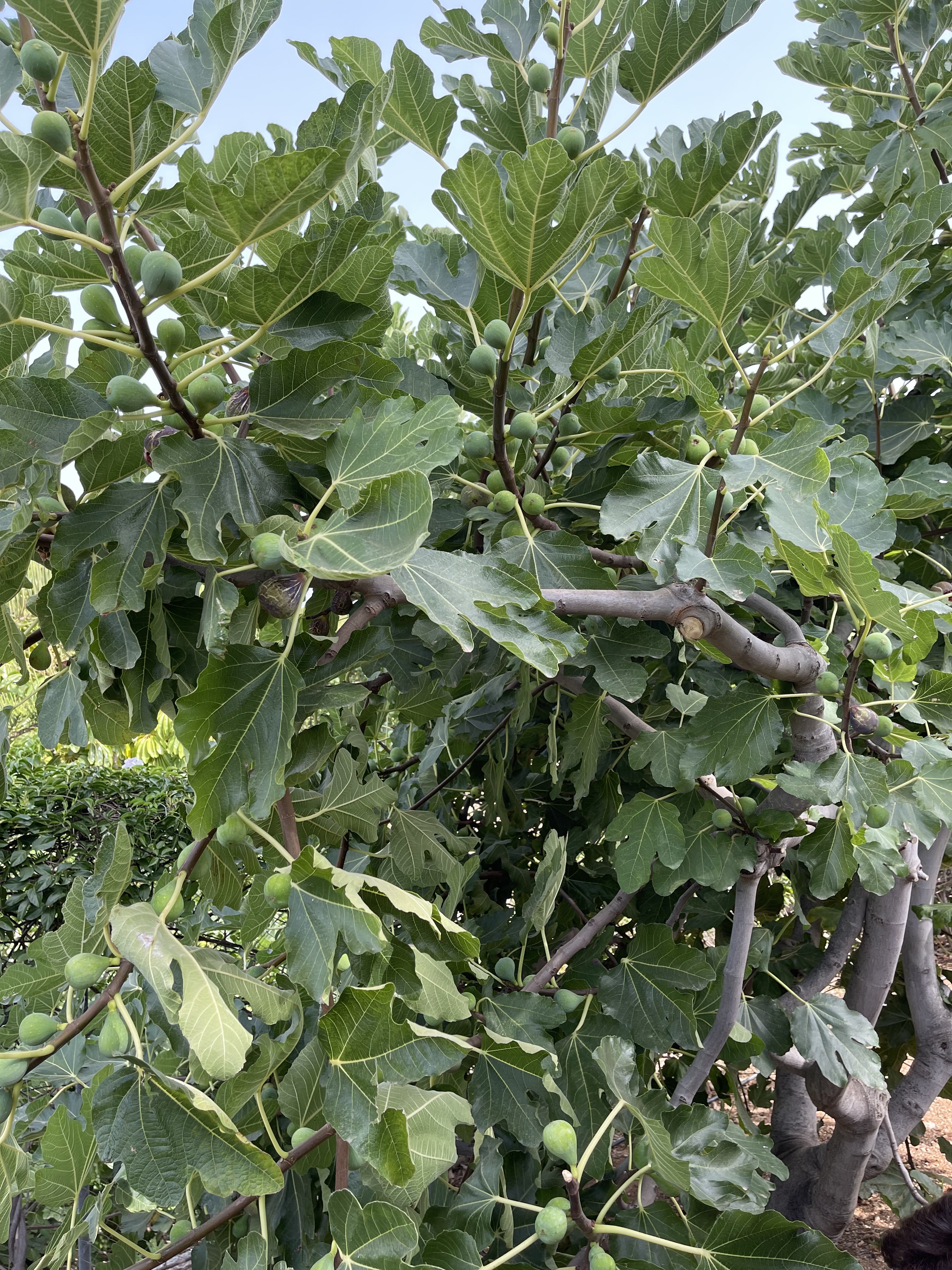 bunter-garten-plauder-bilder-thread-517083-2.jpeg