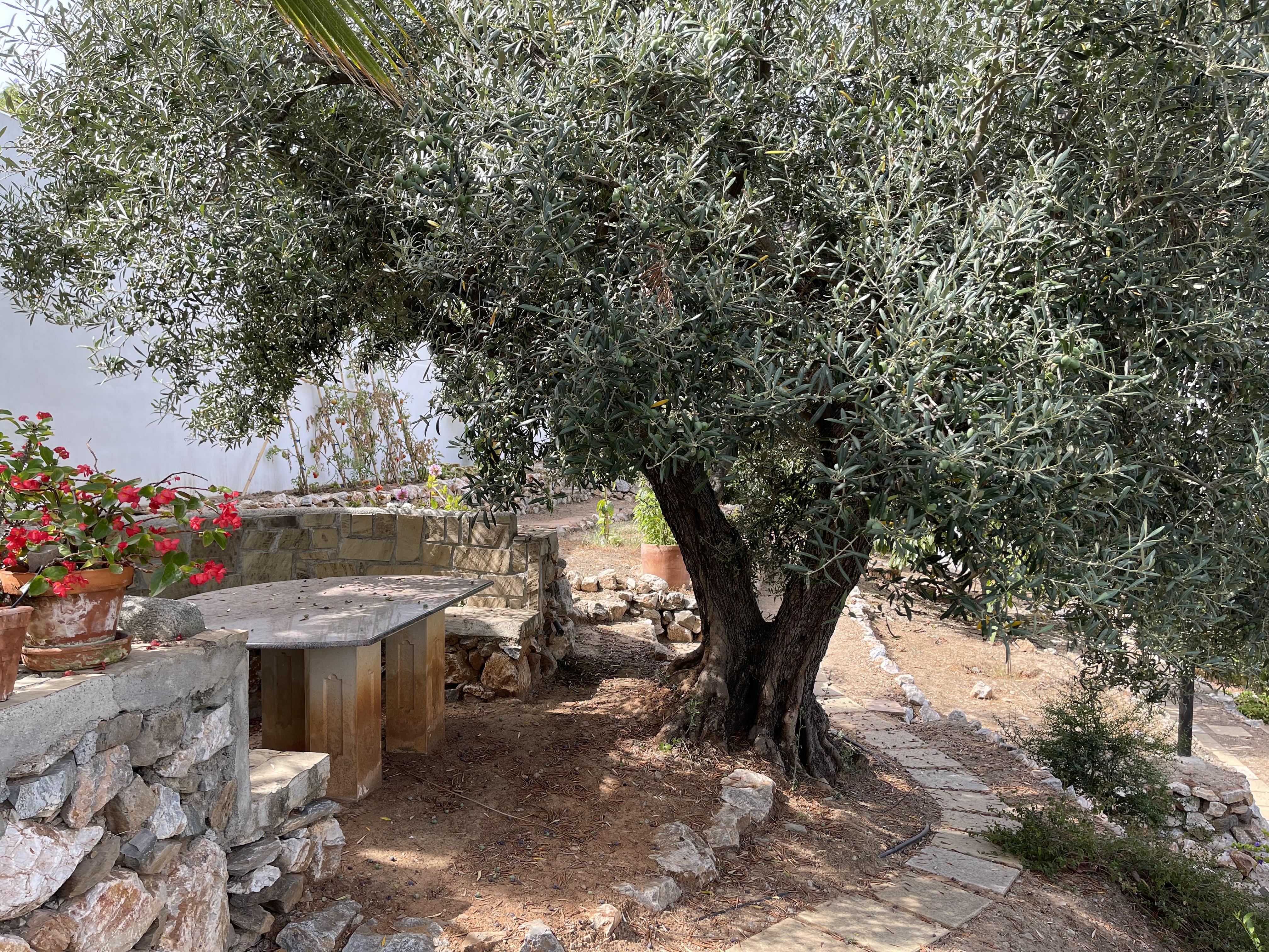 bunter-garten-plauder-bilder-thread-517094-6.jpeg