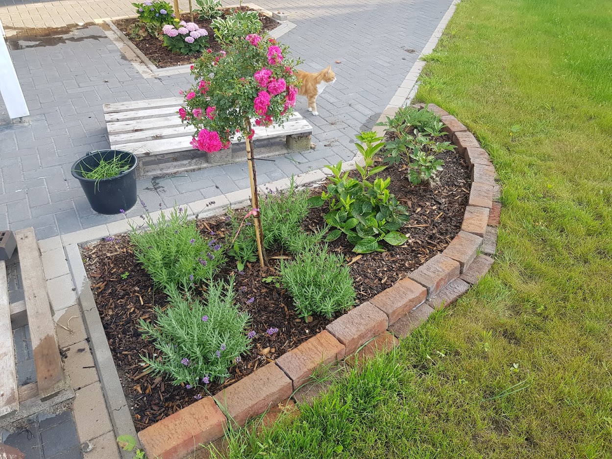 bunter-garten-plauder-bilder-thread-523508-8.jpg