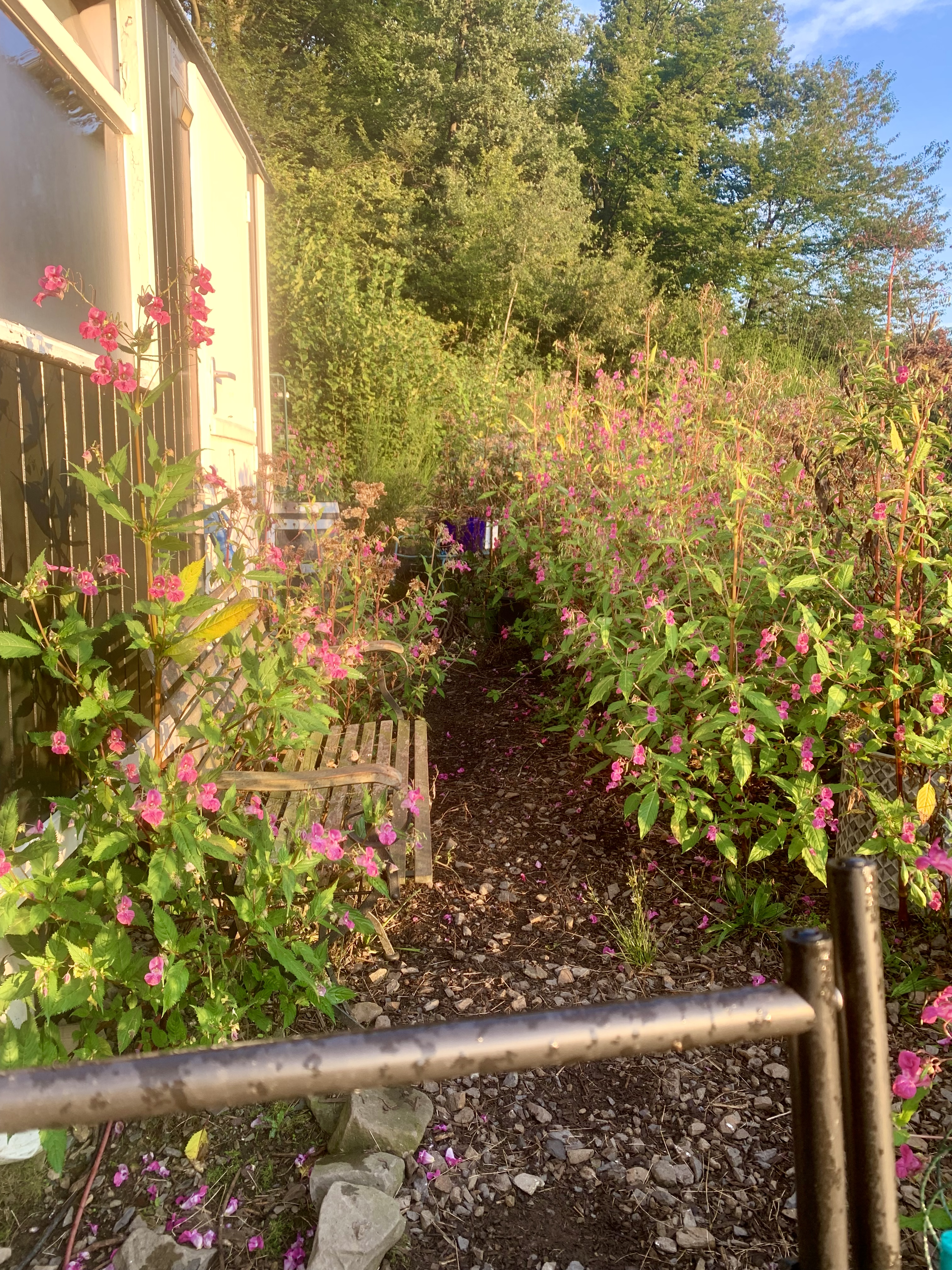 bunter-garten-plauder-bilder-thread-529618-1.png