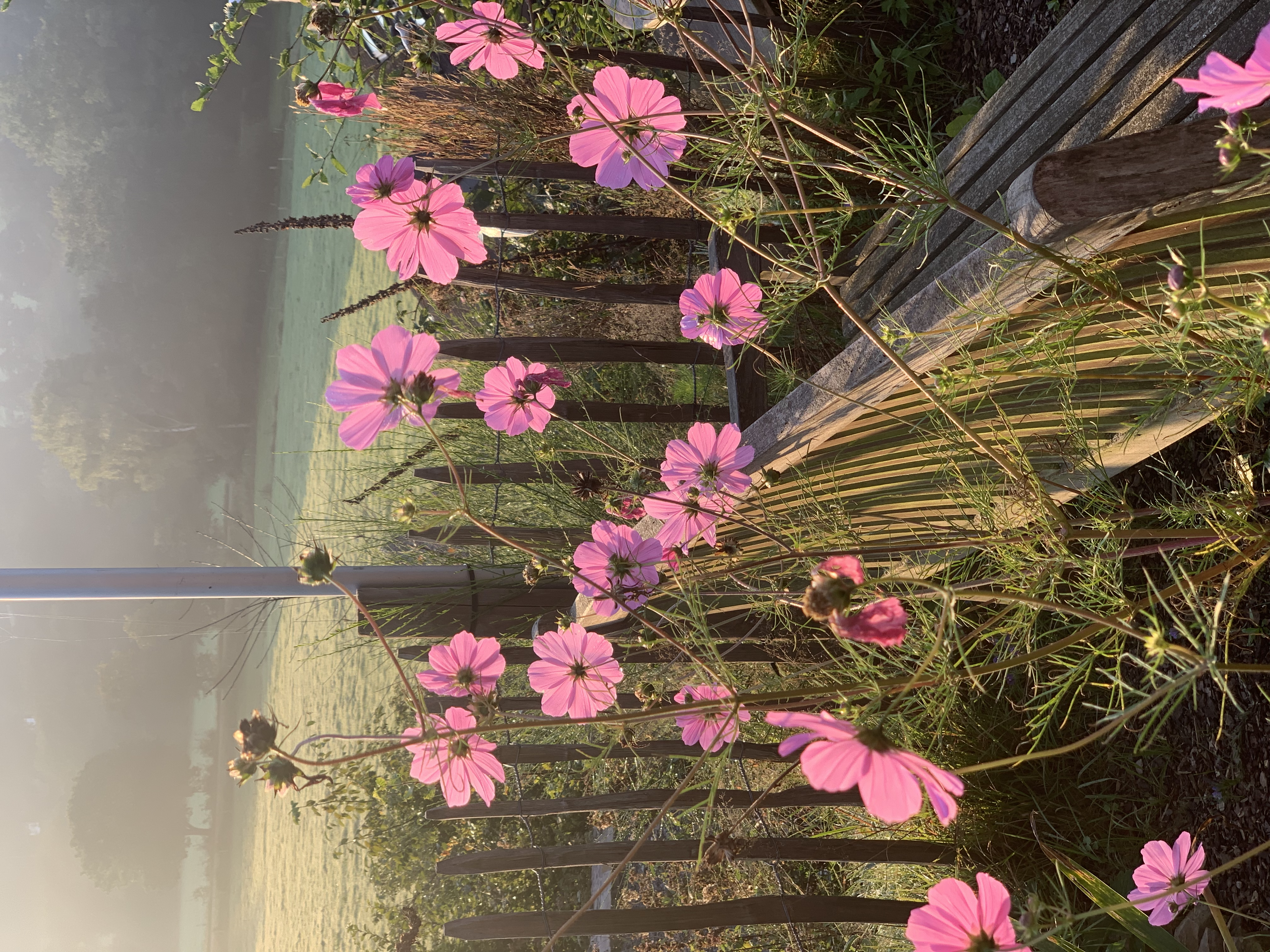 bunter-garten-plauder-bilder-thread-529618-5.png