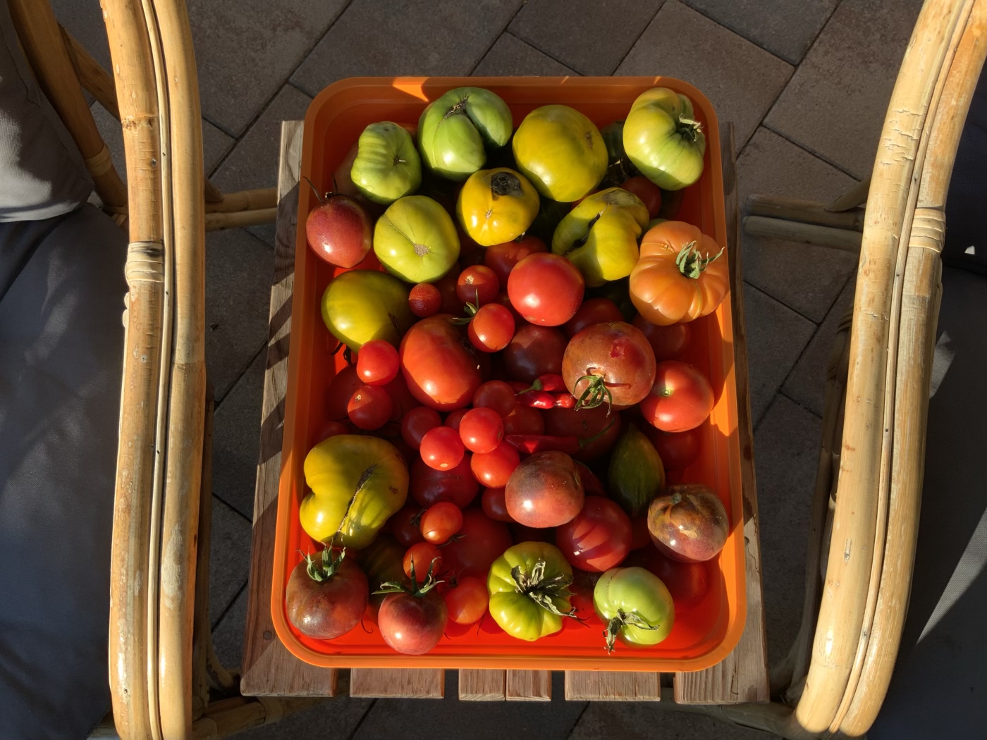 bunter-garten-plauder-bilder-thread-532358-1.jpeg