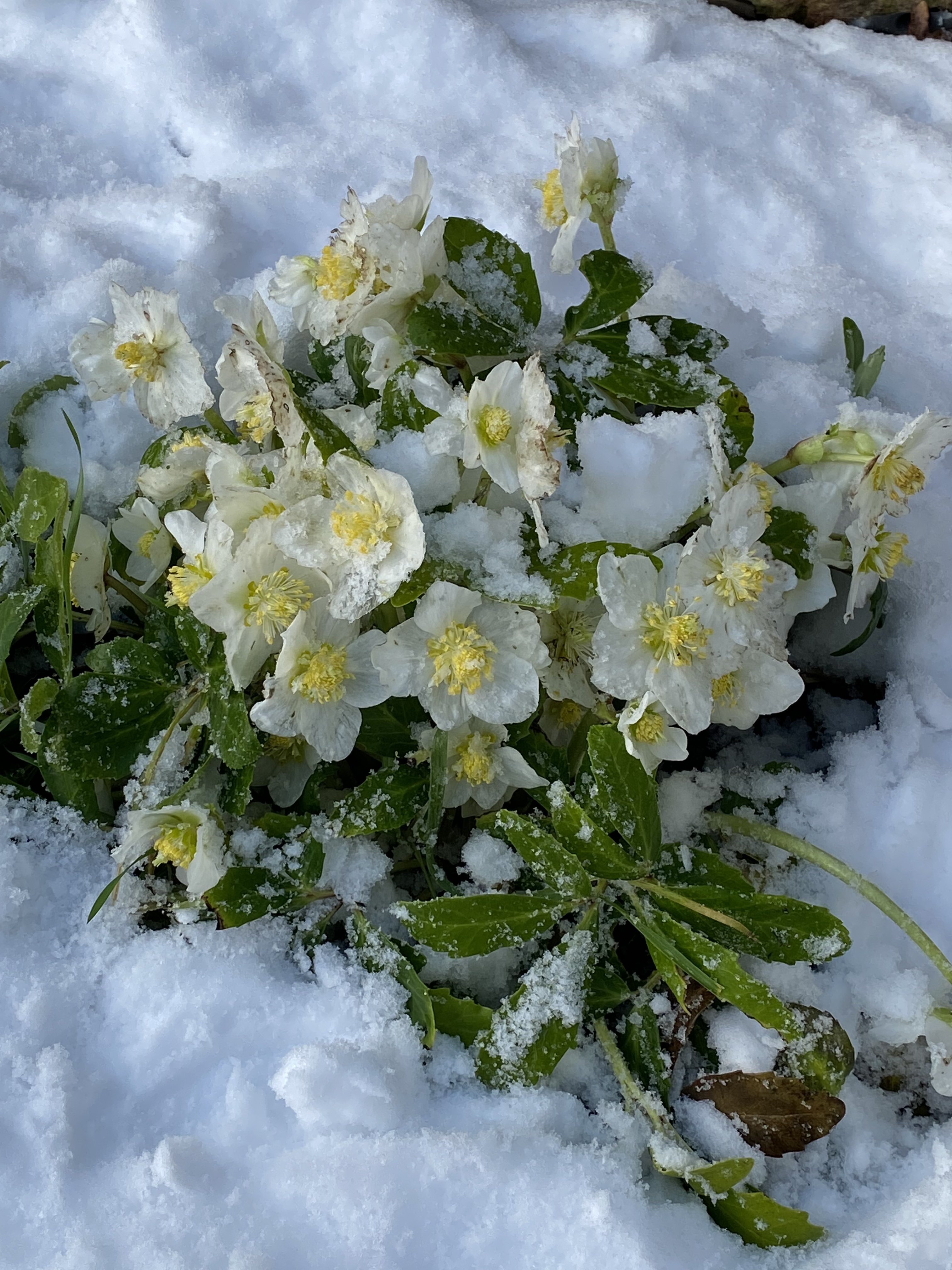 bunter-garten-plauder-bilder-thread-549354-2.jpeg