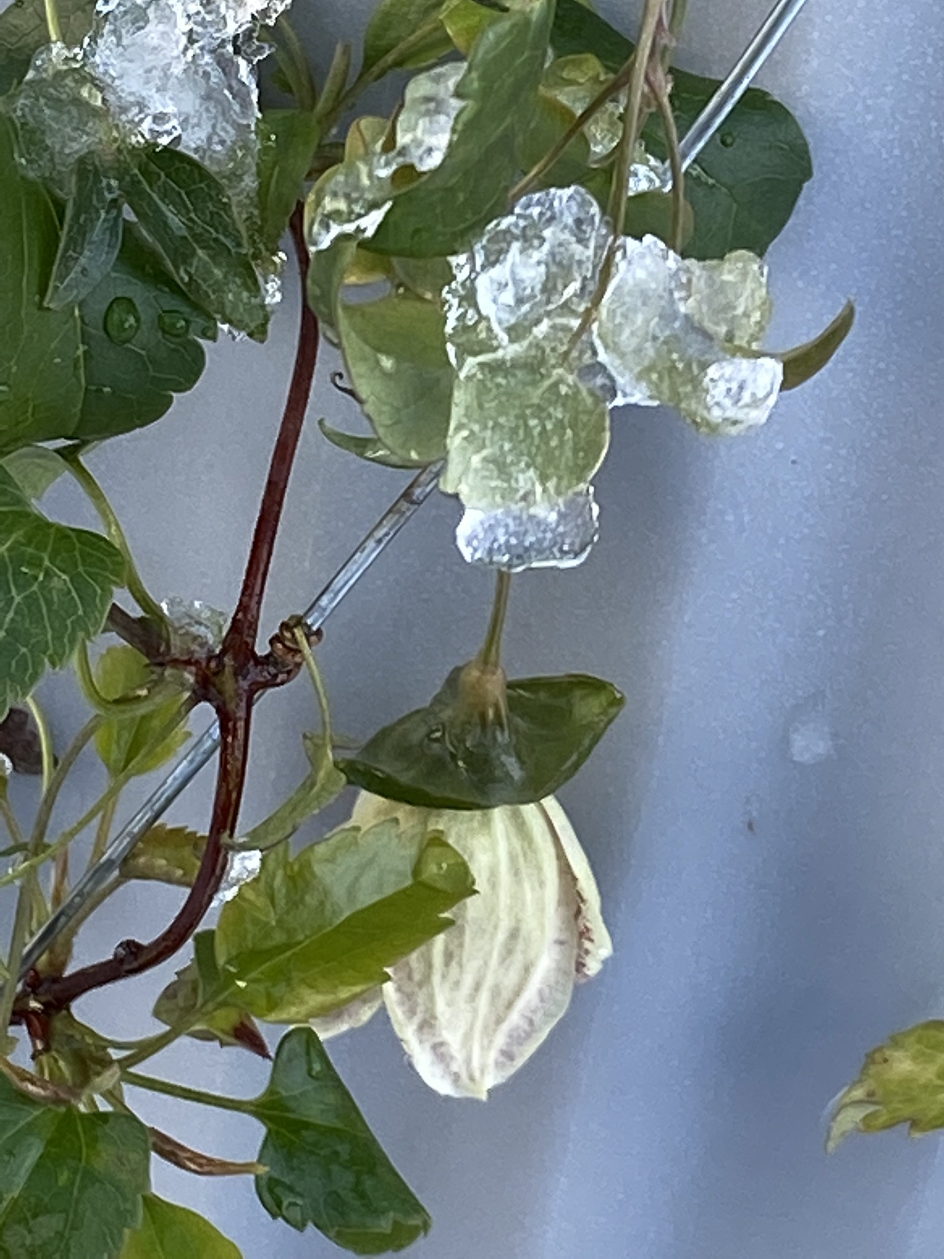 bunter-garten-plauder-bilder-thread-549354-5.jpeg