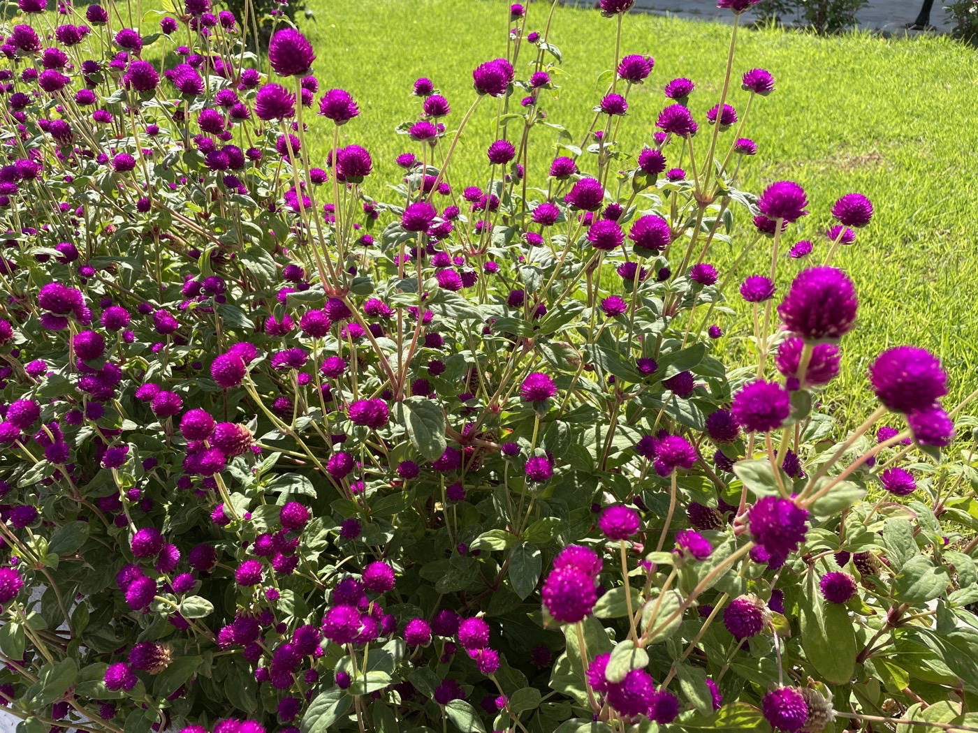 bunter-garten-plauder-bilder-thread-562834-1.jpeg