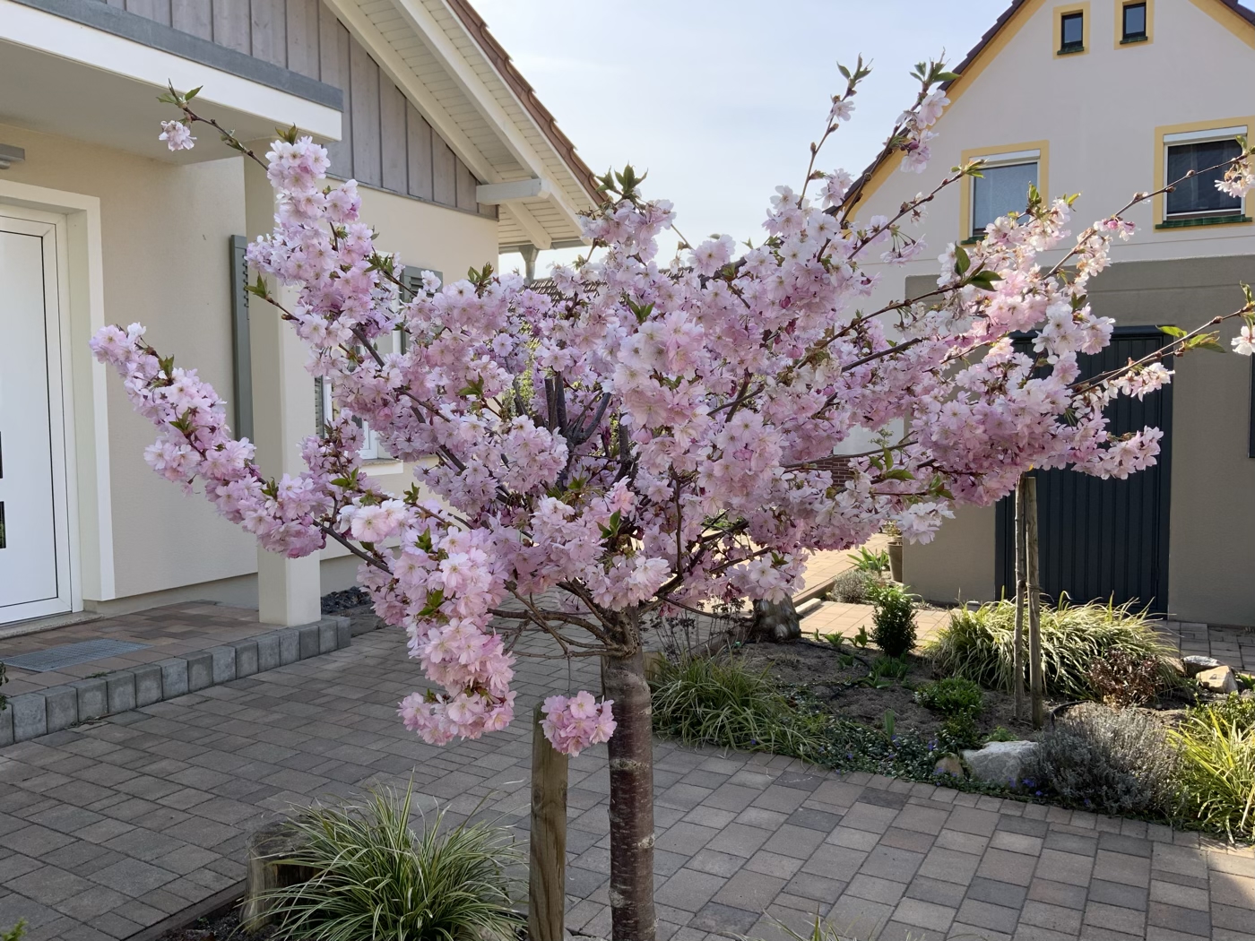 bunter-garten-plauder-bilder-thread-569750-1.jpeg