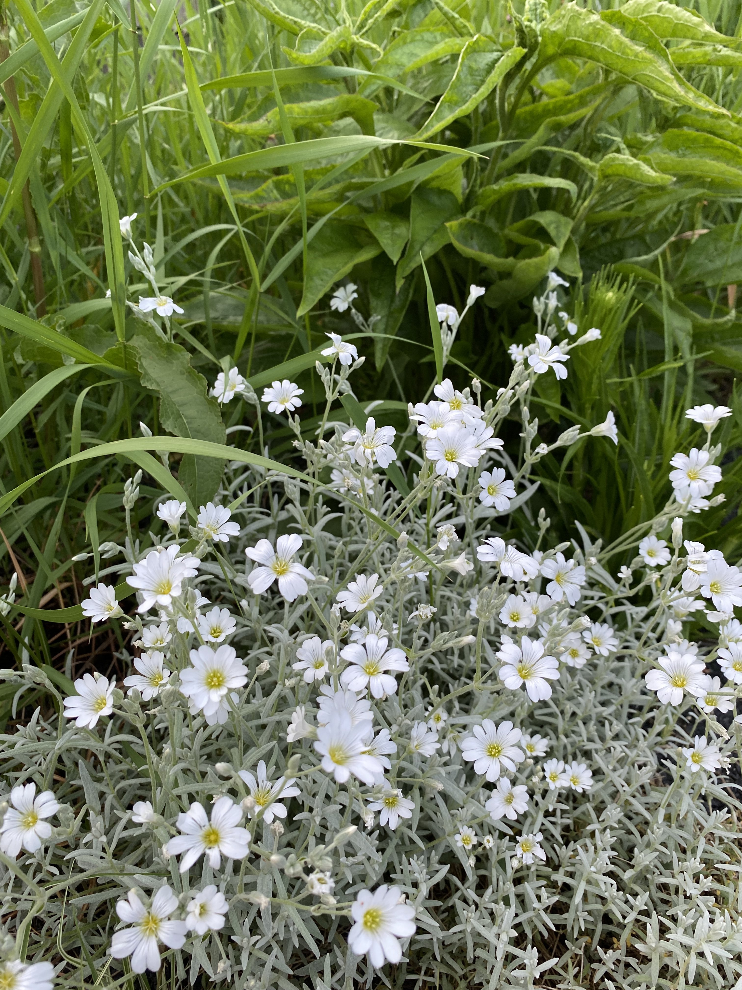 bunter-garten-plauder-bilder-thread-577130-1.jpeg
