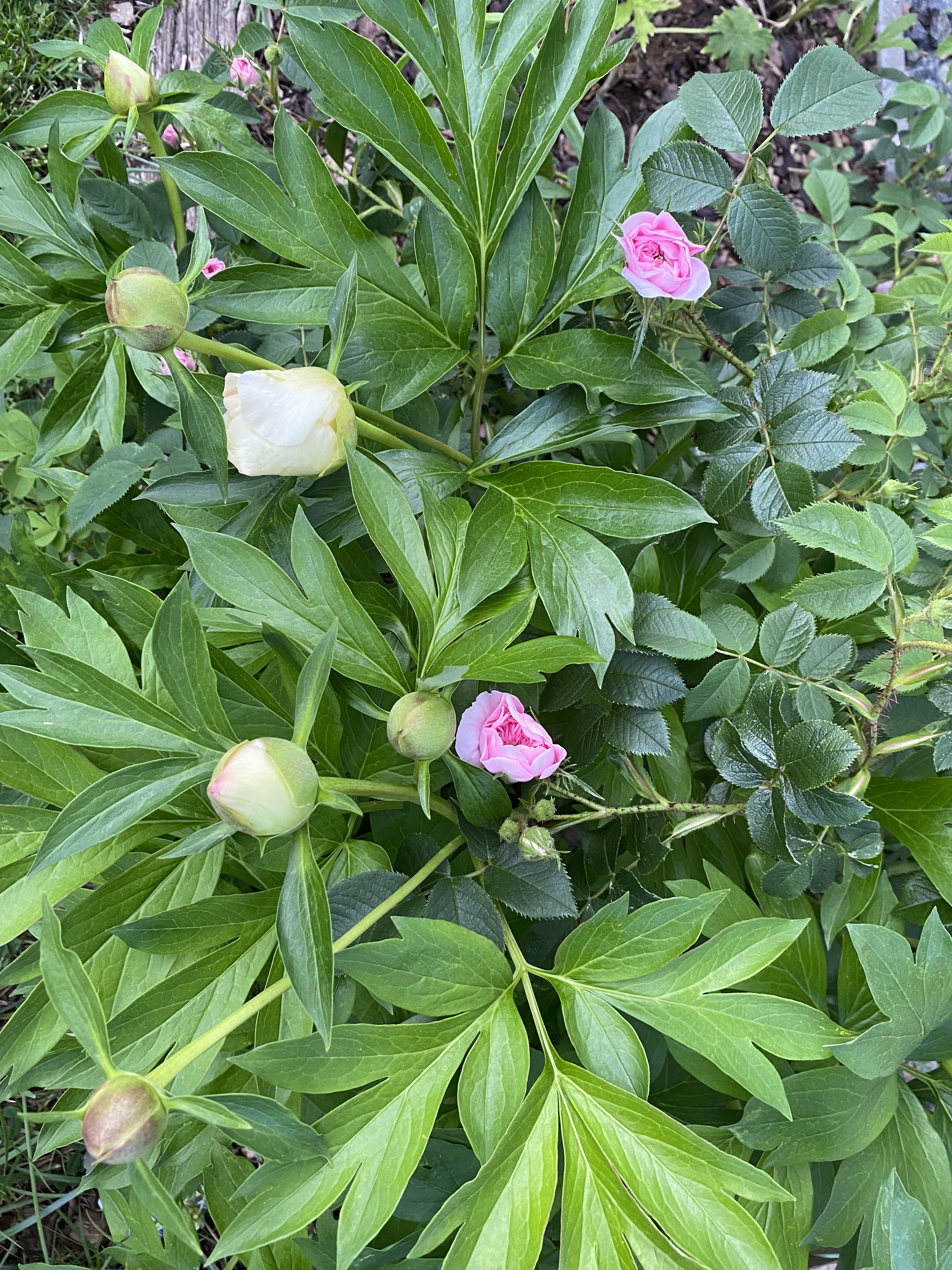 bunter-garten-plauder-bilder-thread-577130-2.jpeg