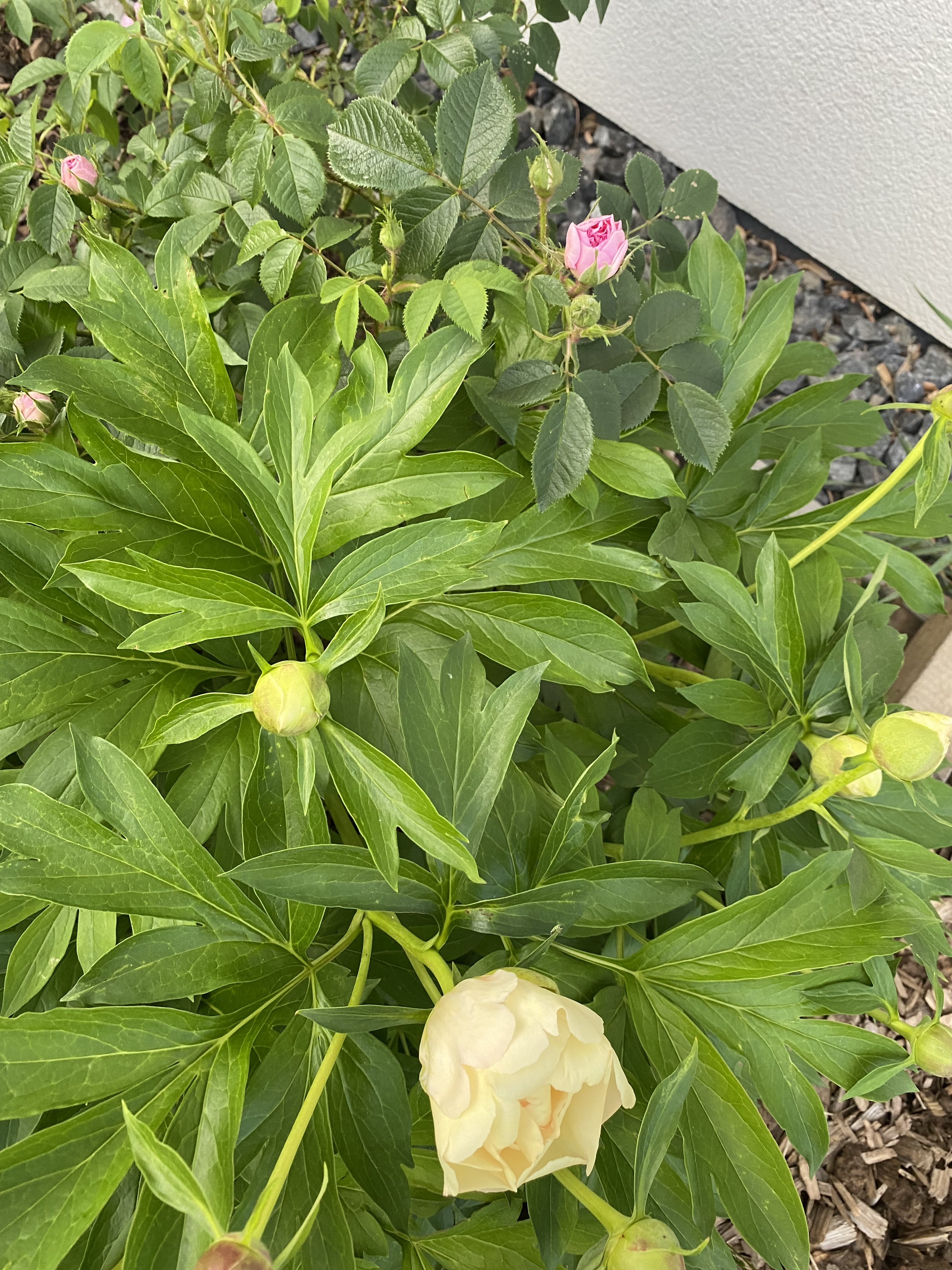 bunter-garten-plauder-bilder-thread-577130-3.jpeg