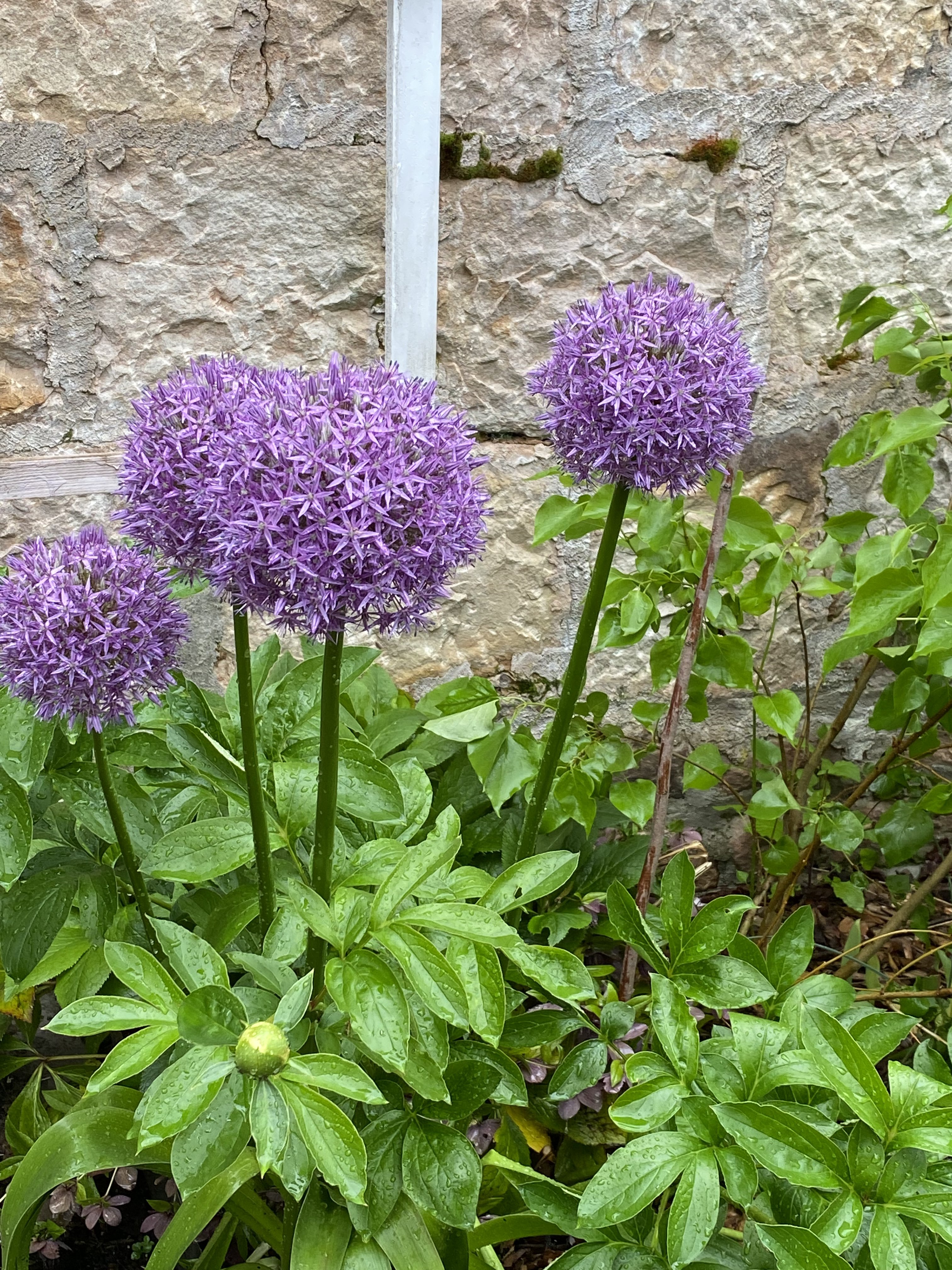 bunter-garten-plauder-bilder-thread-577130-4.jpeg