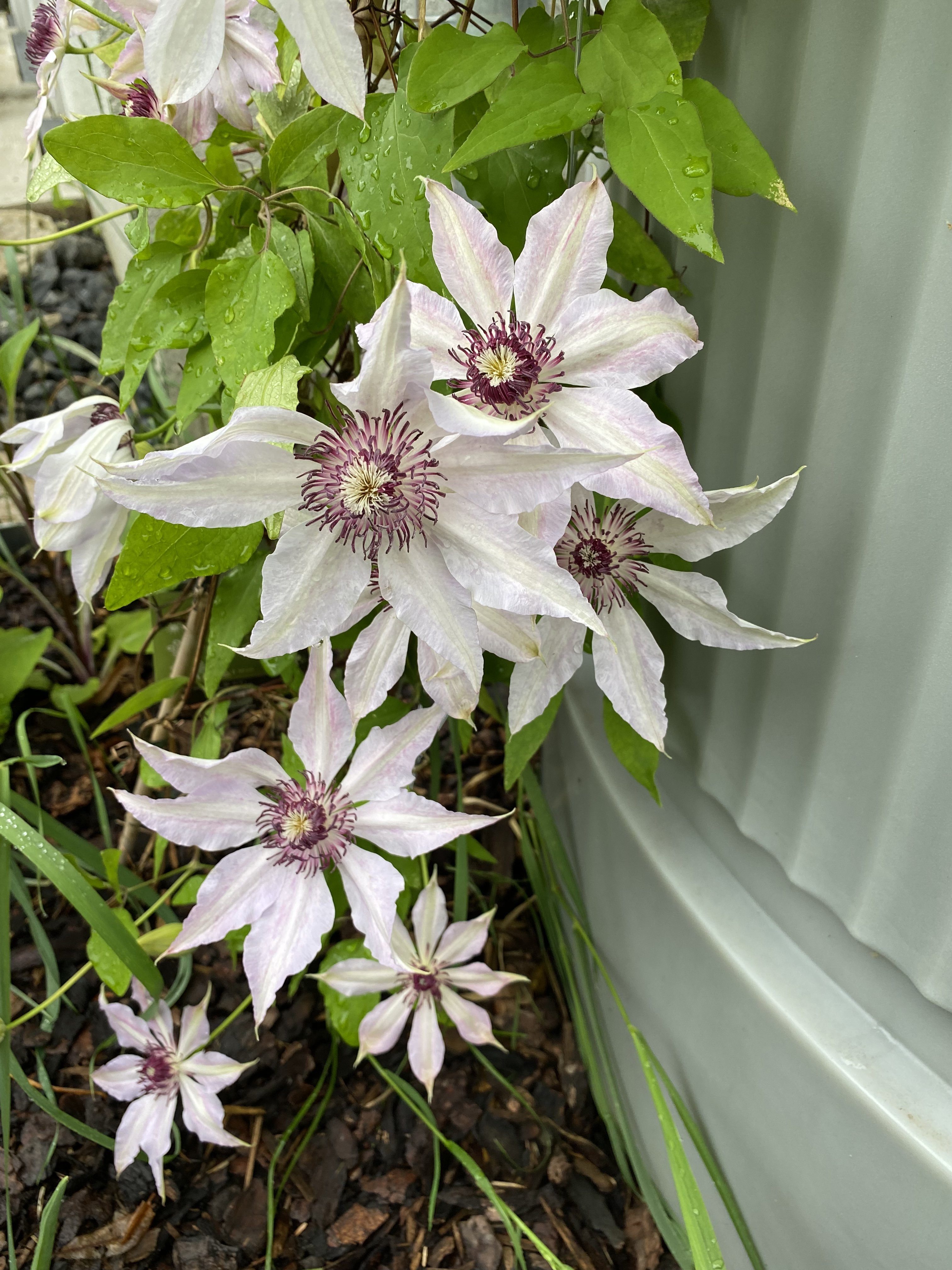 bunter-garten-plauder-bilder-thread-577130-5.jpeg