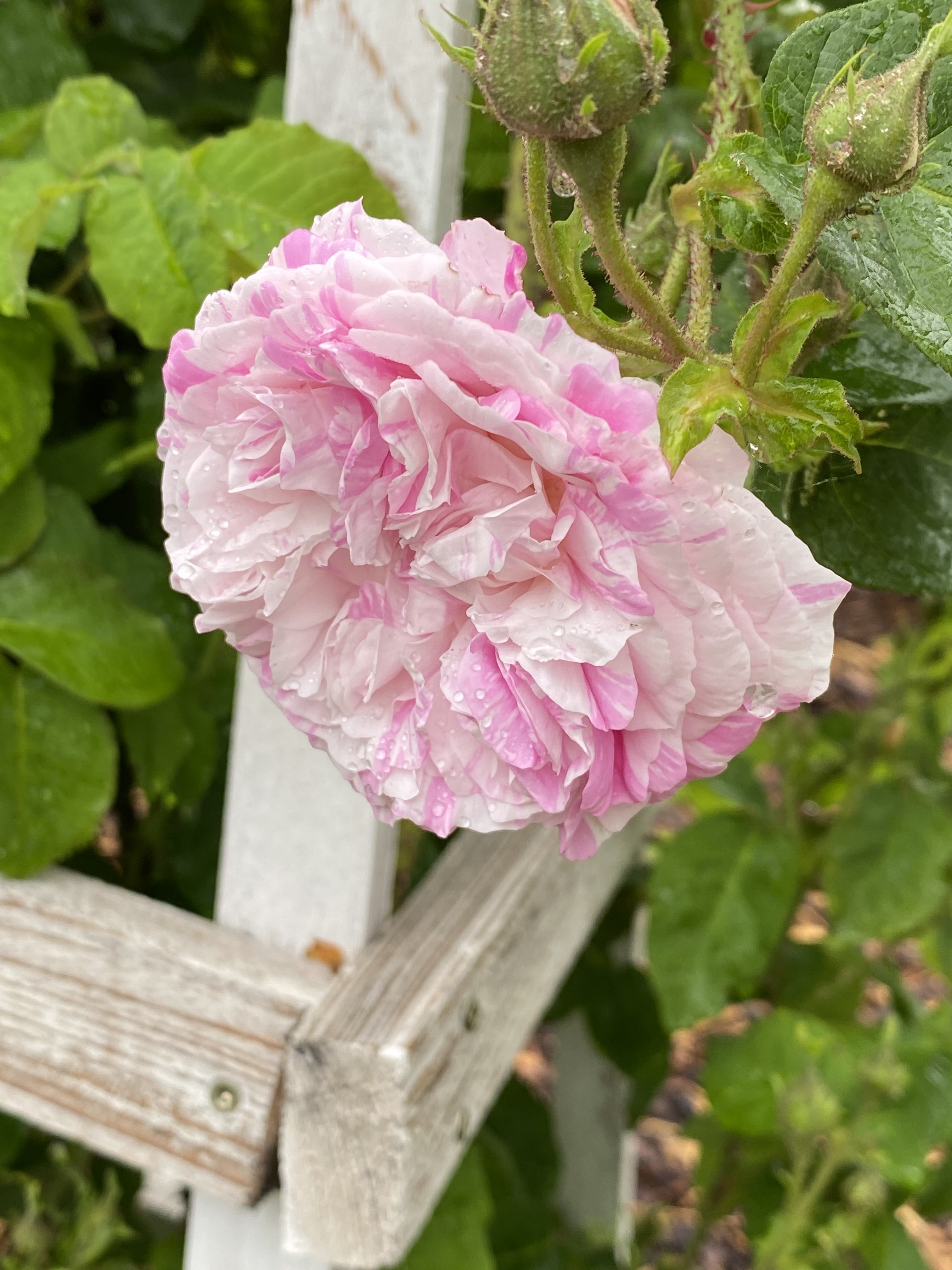 bunter-garten-plauder-bilder-thread-577130-6.jpeg