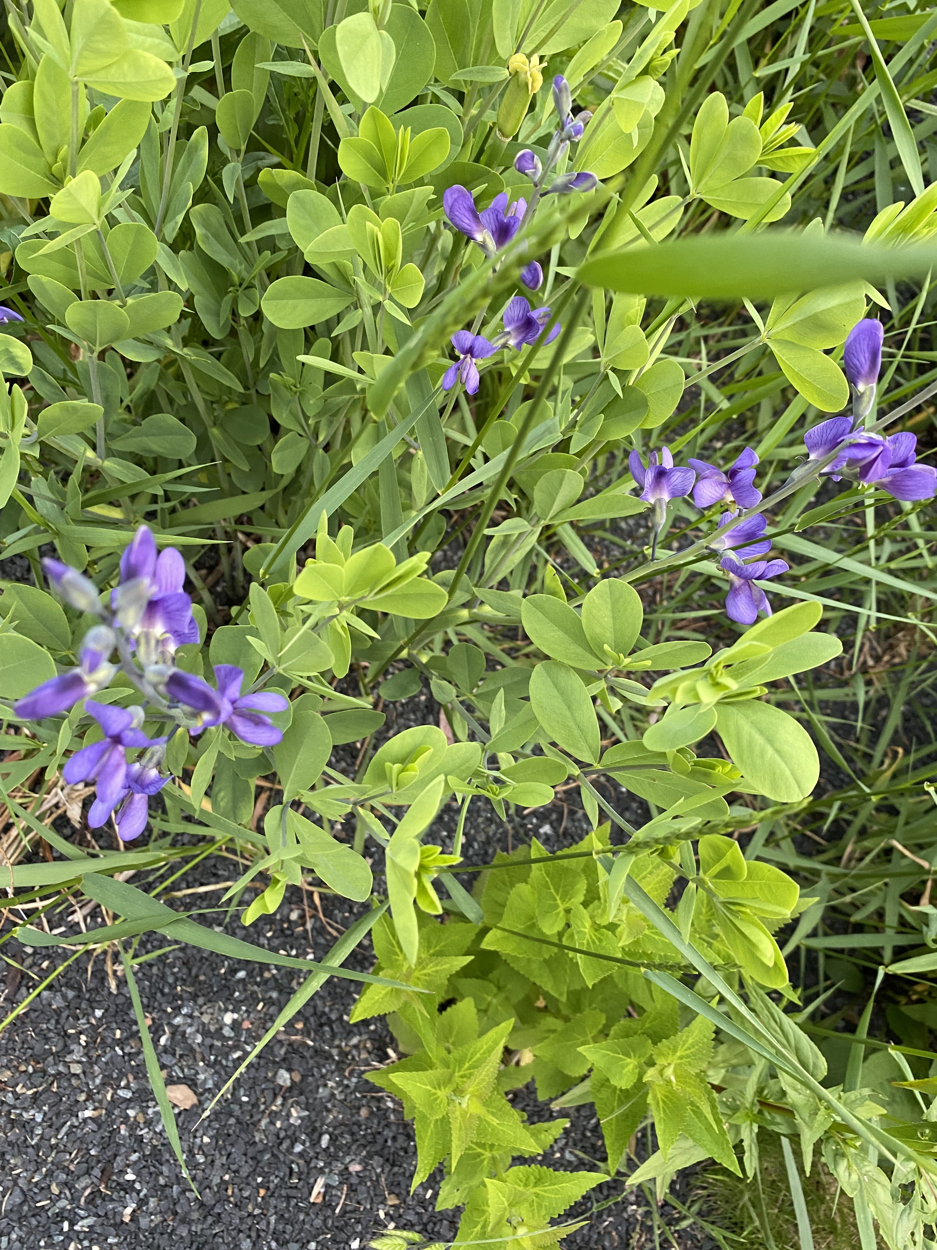 bunter-garten-plauder-bilder-thread-577130-7.jpeg