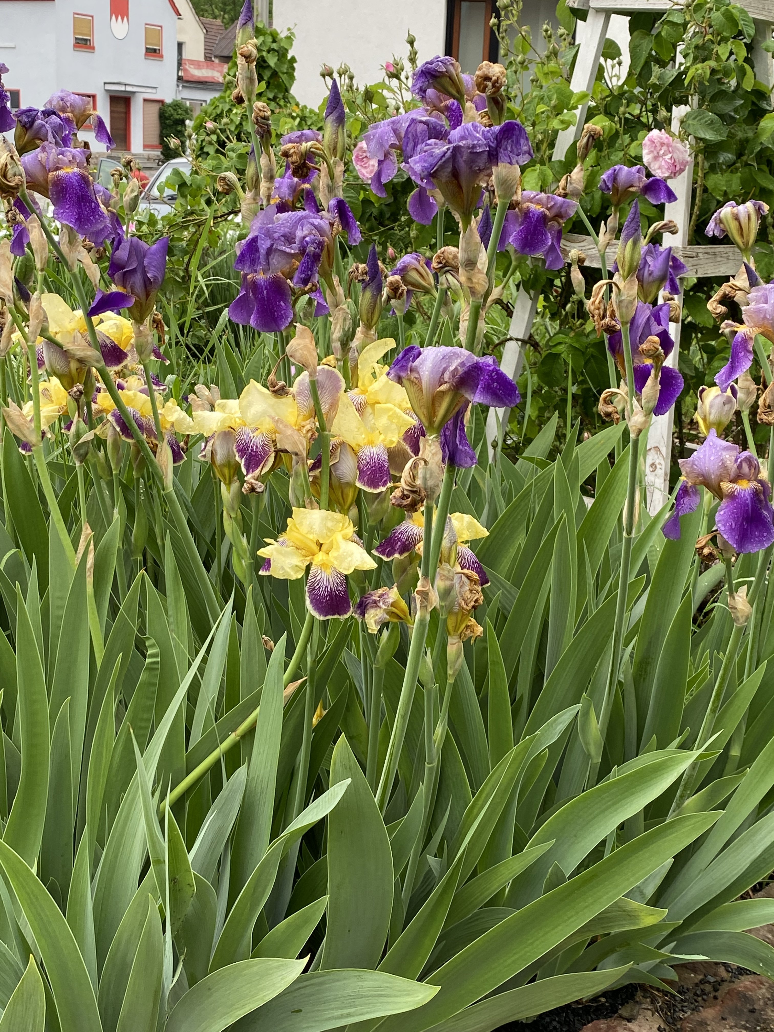 bunter-garten-plauder-bilder-thread-577130-8.jpeg