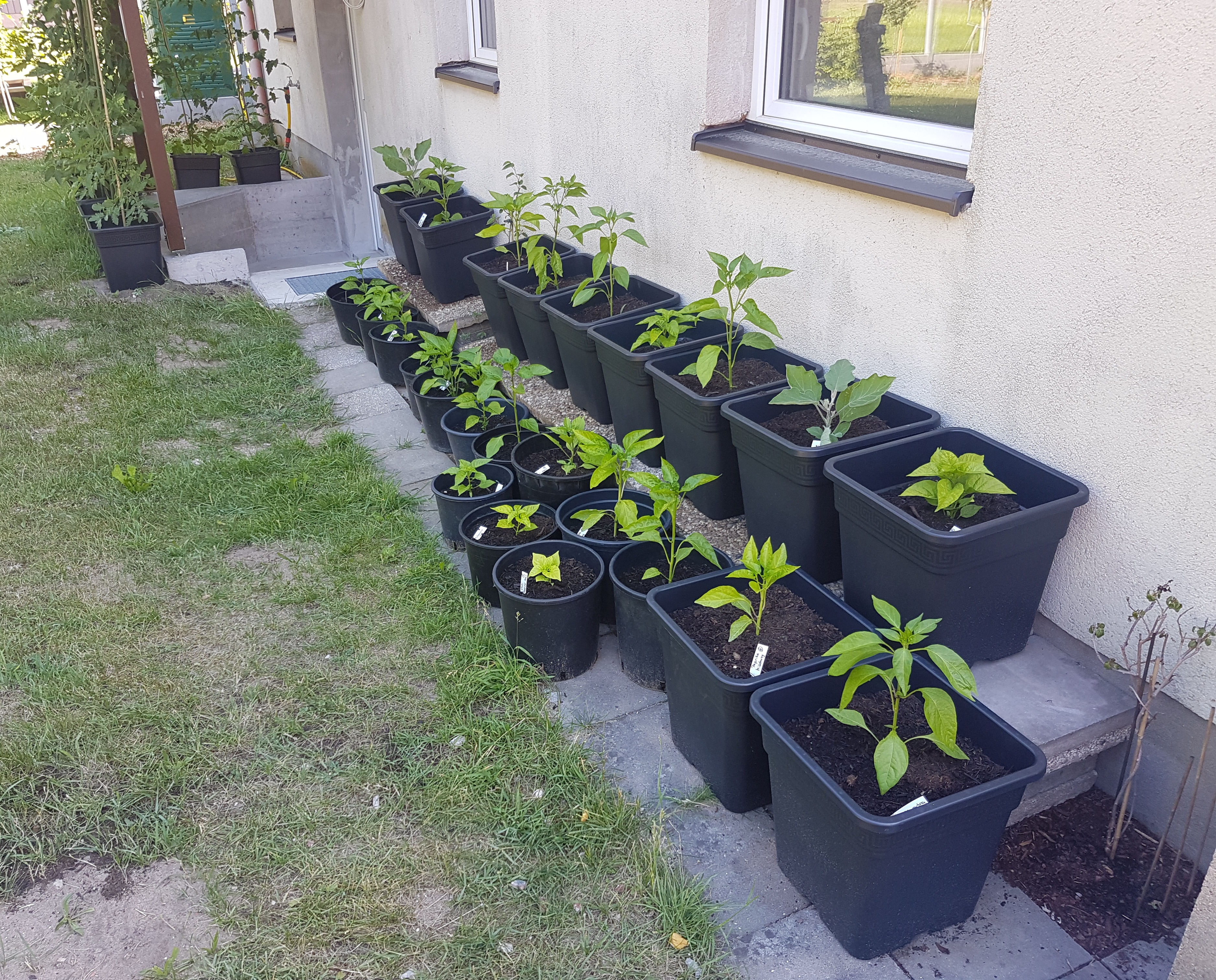 bunter-garten-plauder-bilder-thread-577185-1.jpg