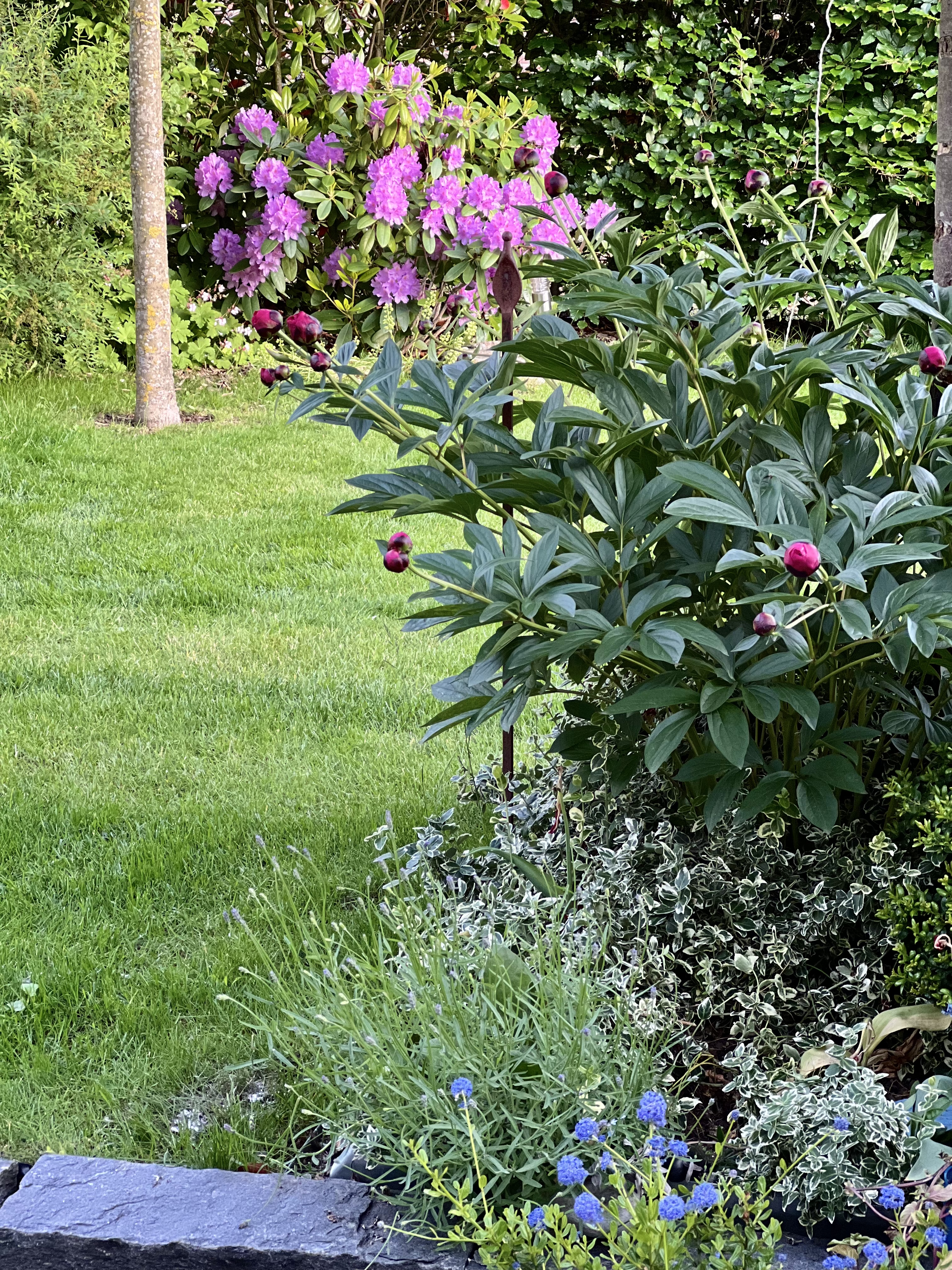 bunter-garten-plauder-bilder-thread-578464-1.jpeg