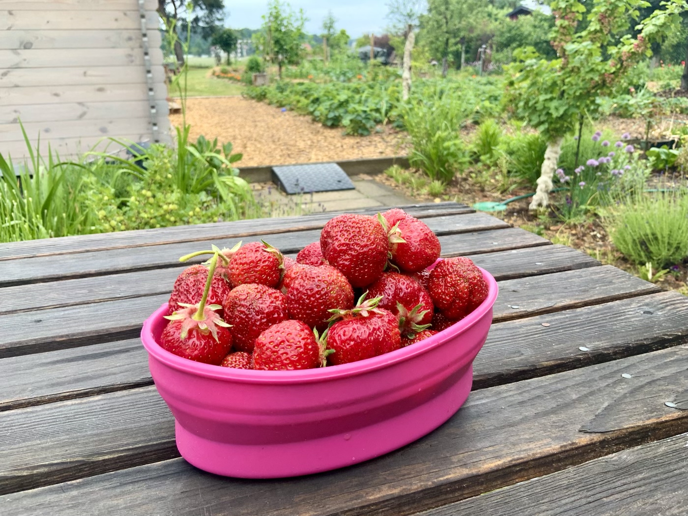 bunter-garten-plauder-bilder-thread-578886-1.jpeg
