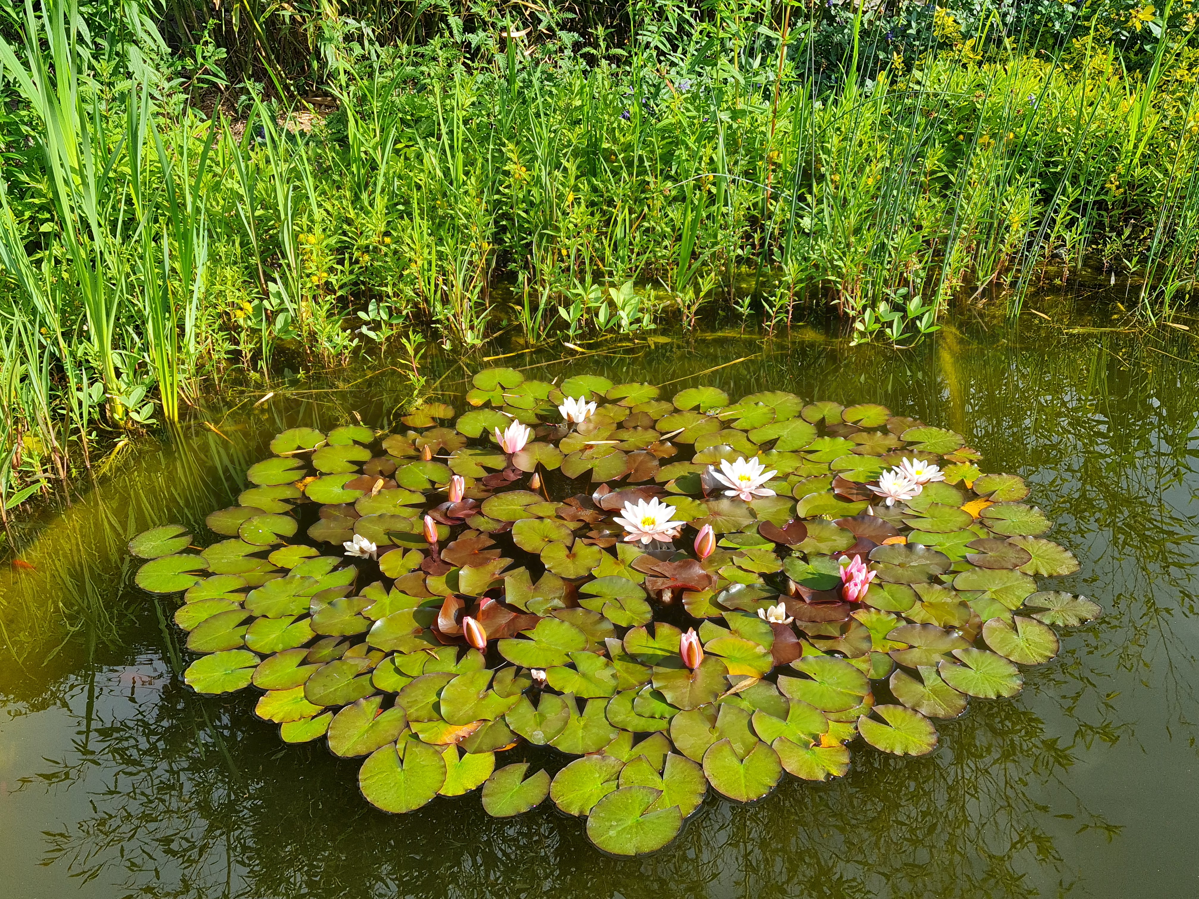 bunter-garten-plauder-bilder-thread-579616-1.jpg