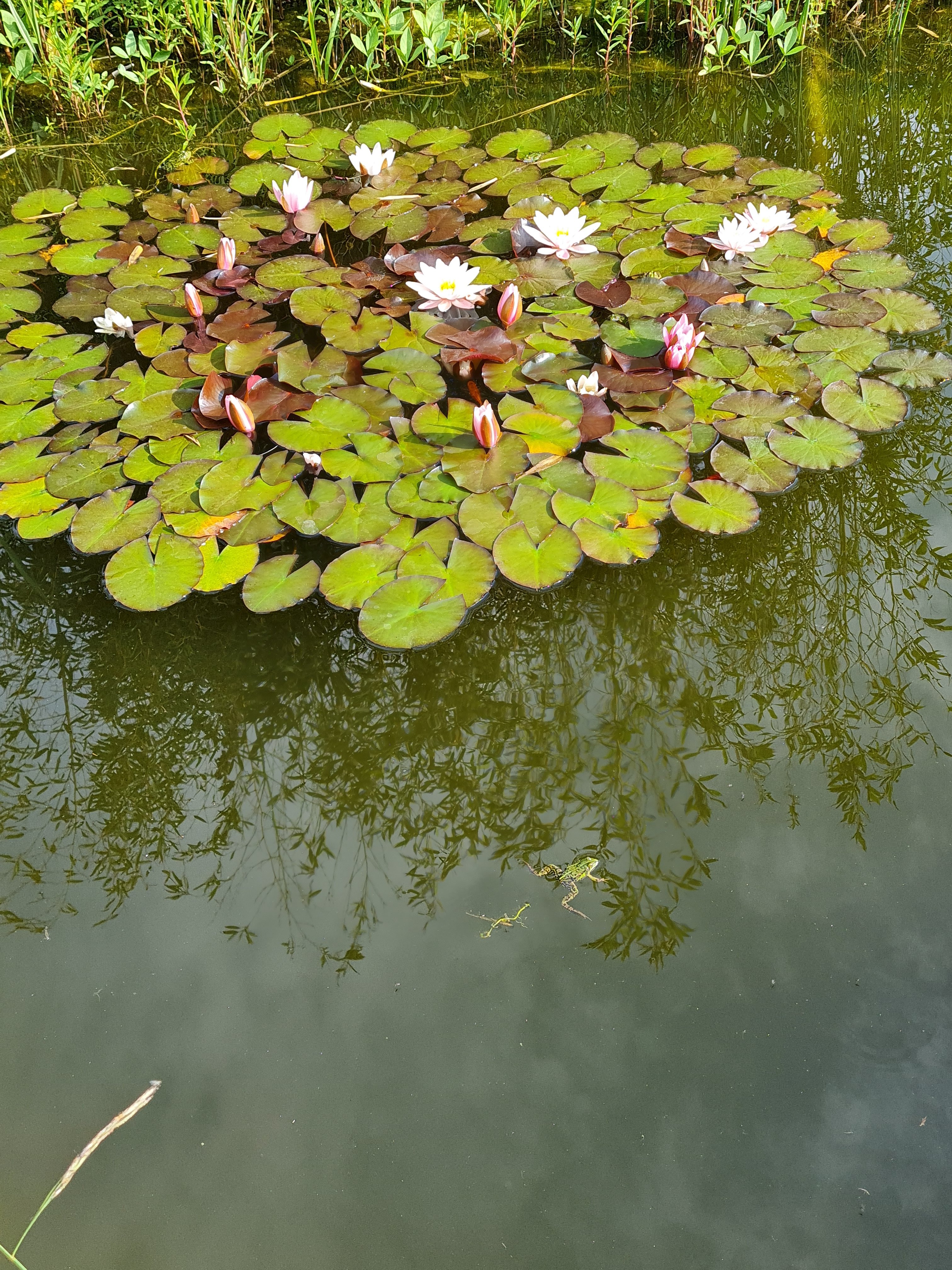 bunter-garten-plauder-bilder-thread-579617-1.jpg