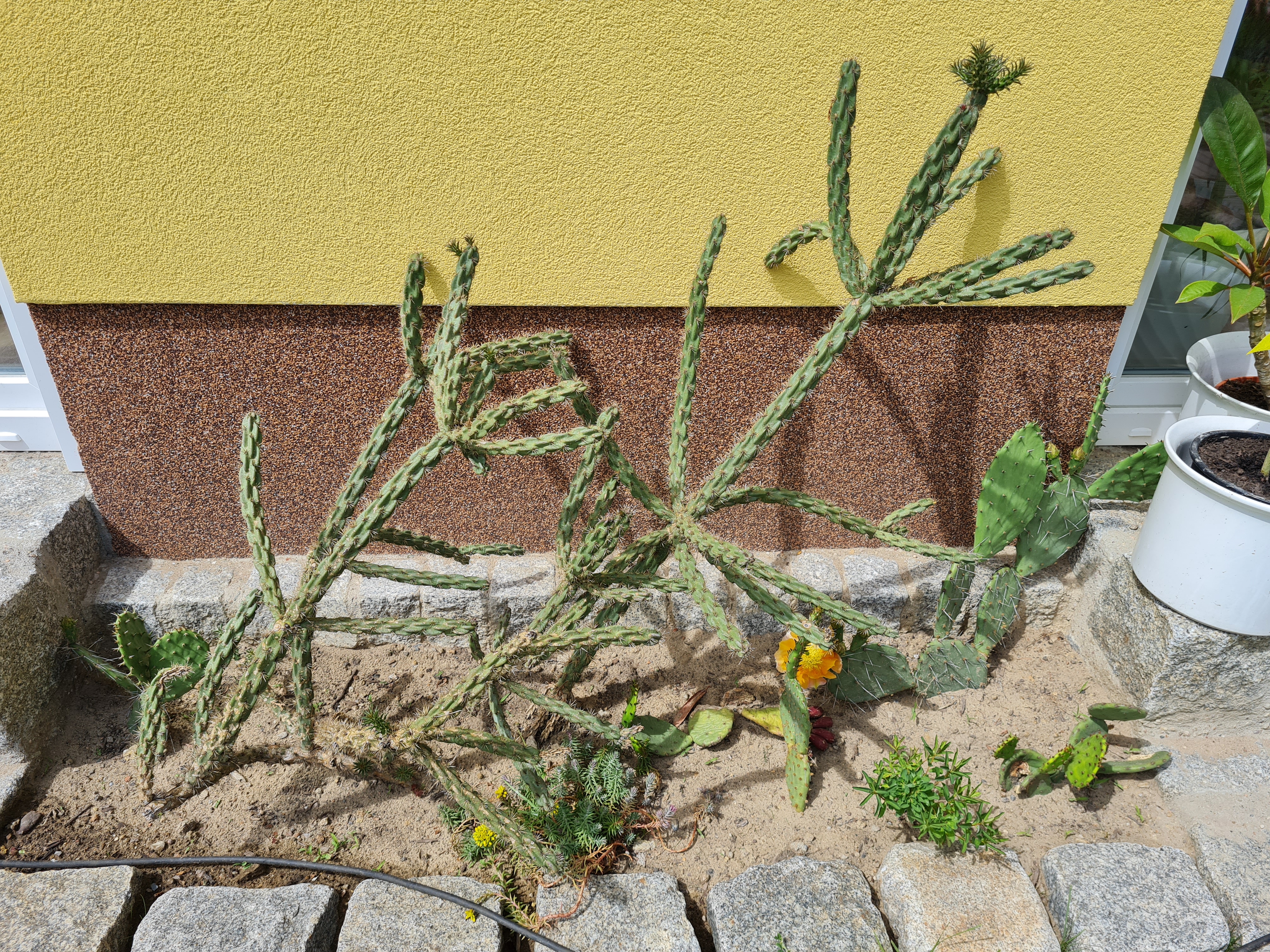 bunter-garten-plauder-bilder-thread-581014-1.jpg