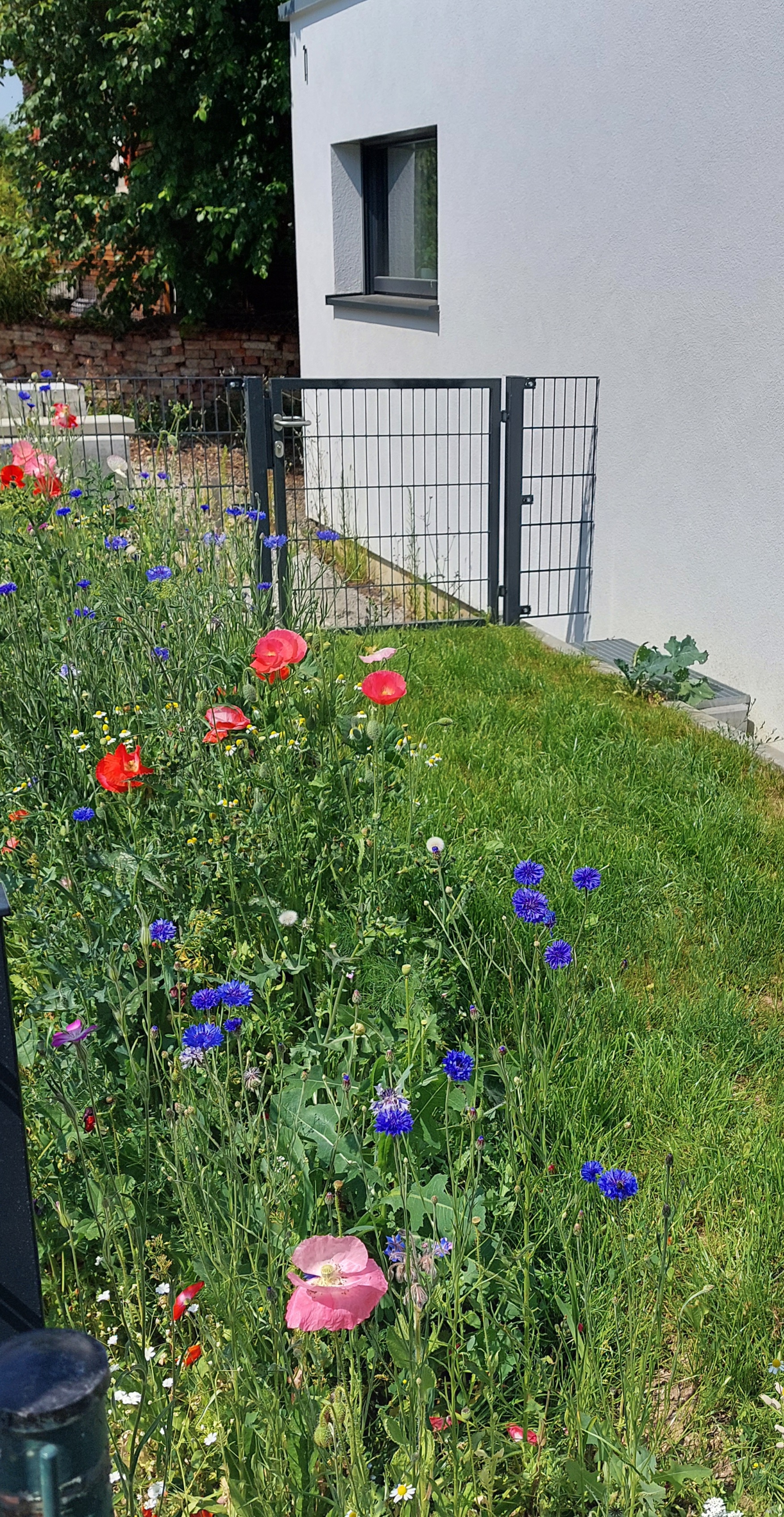 bunter-garten-plauder-bilder-thread-581648-2.jpg