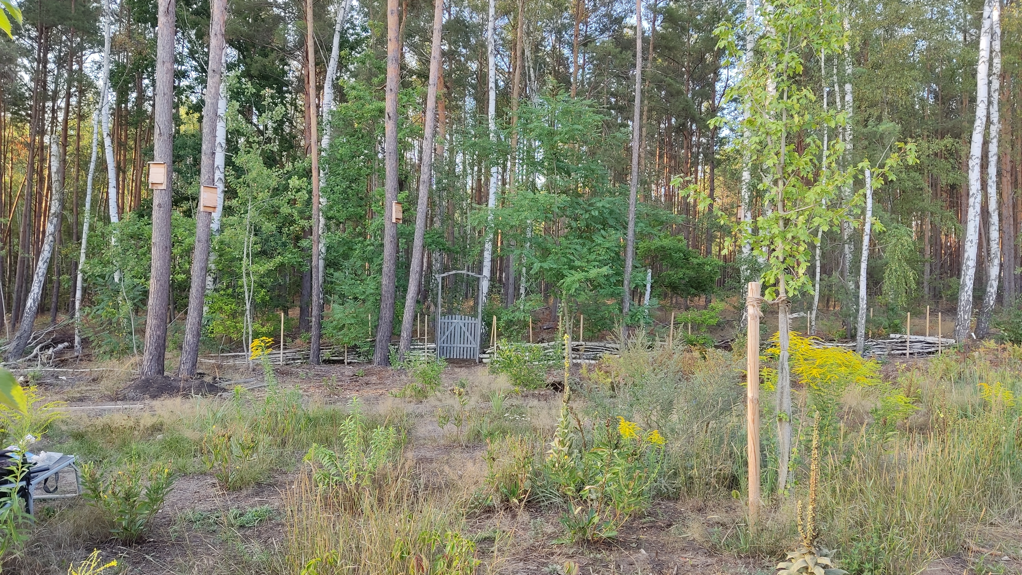 bunter-garten-plauder-bilder-thread-591516-3.jpg