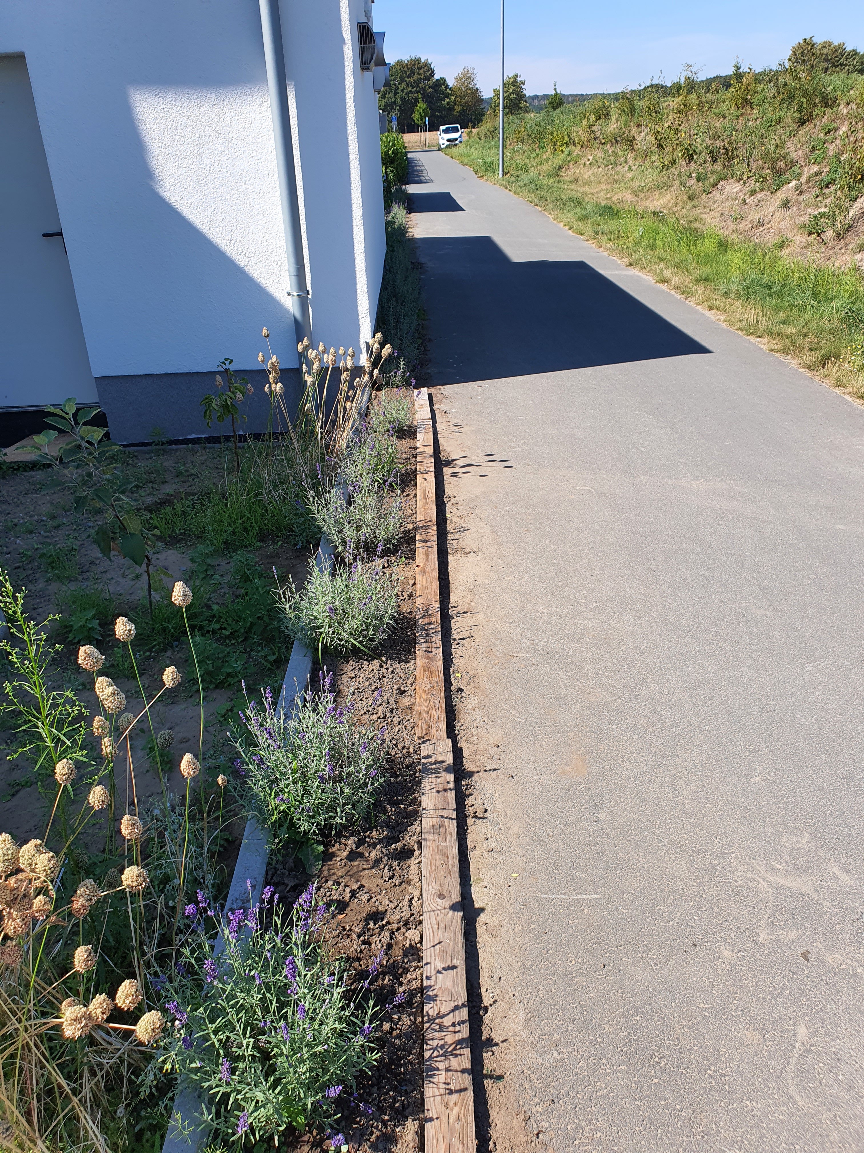 bunter-garten-plauder-bilder-thread-592091-3.jpg