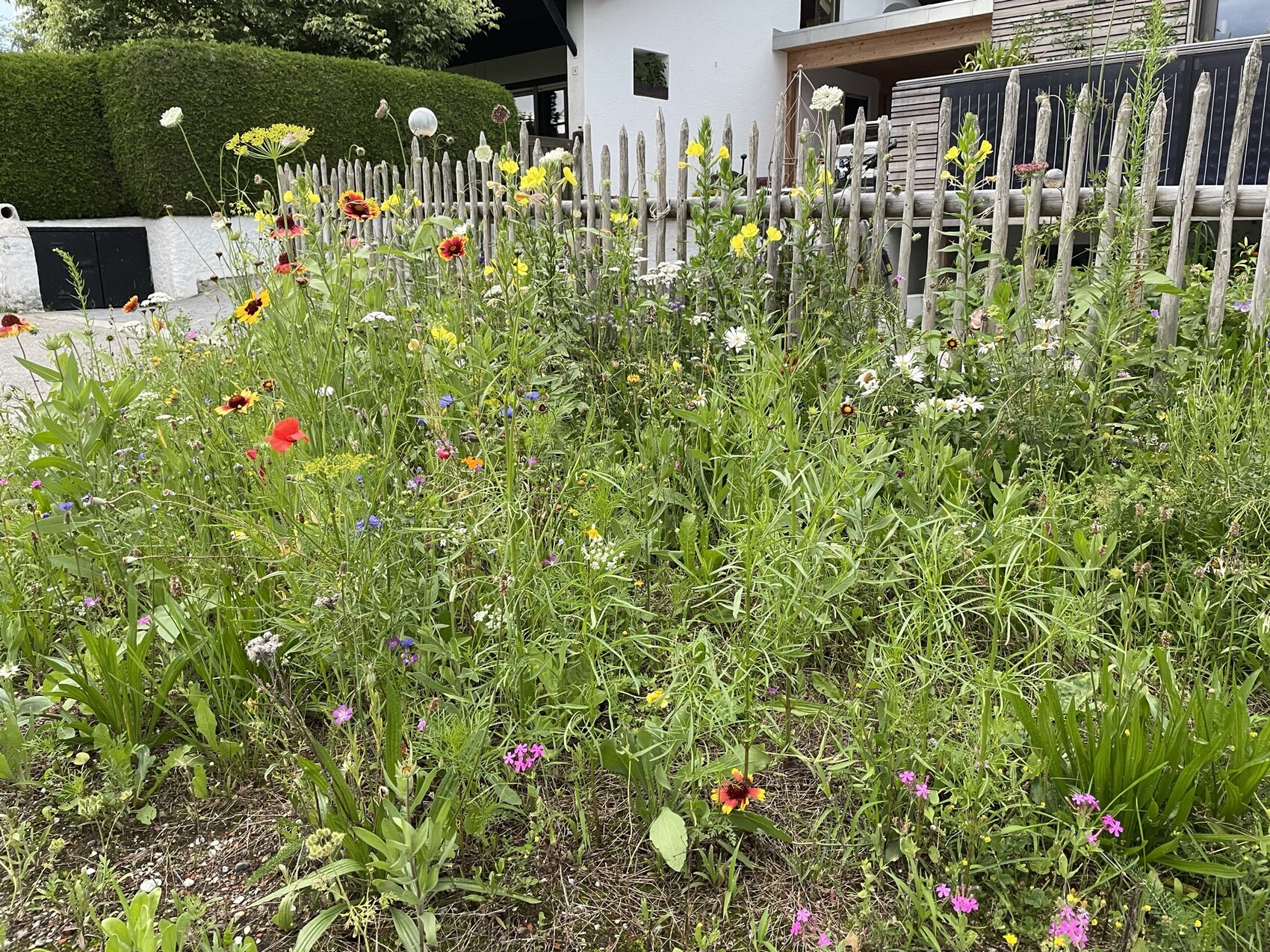 Wilde Blumen im Beet vor dem Holzzaun, bunte Blüten vor einem Haus im Hintergrund.