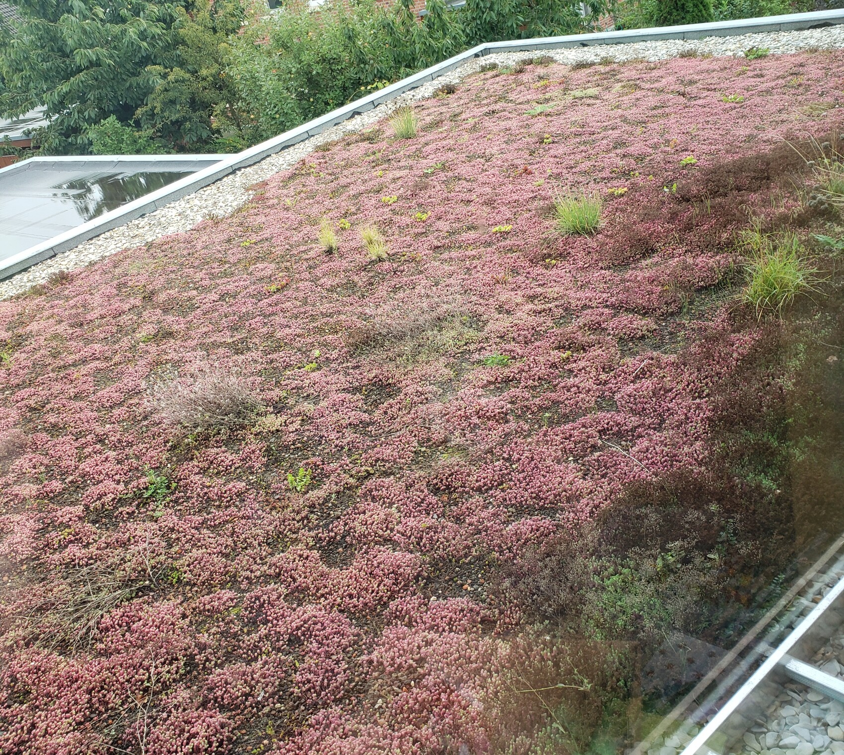Grünes Flachdach mit rosafarbenem Sedum, Grasinseln und Kiesrand im Hintergrund