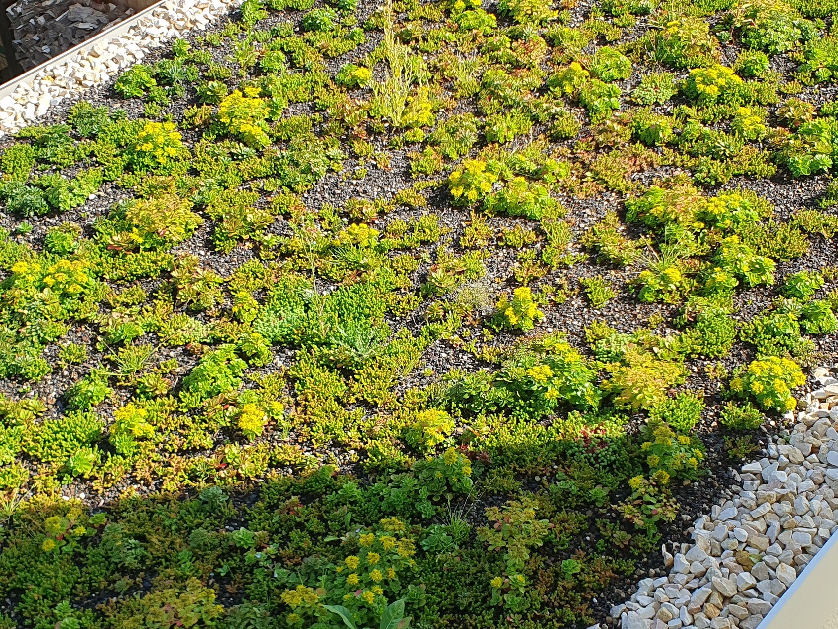 Dichtes Sedum-Gründach mit Kiesuntergrund, grünem Bodendecker und Kiesrand.