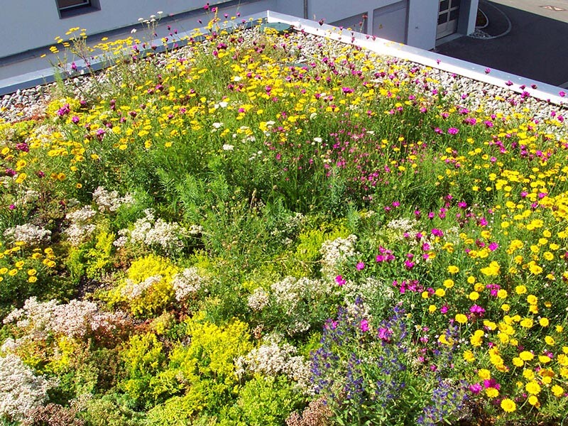 Dachgarten mit bunten Blumen auf Flachdach: Gelb, Weiß, Pink und Lila.