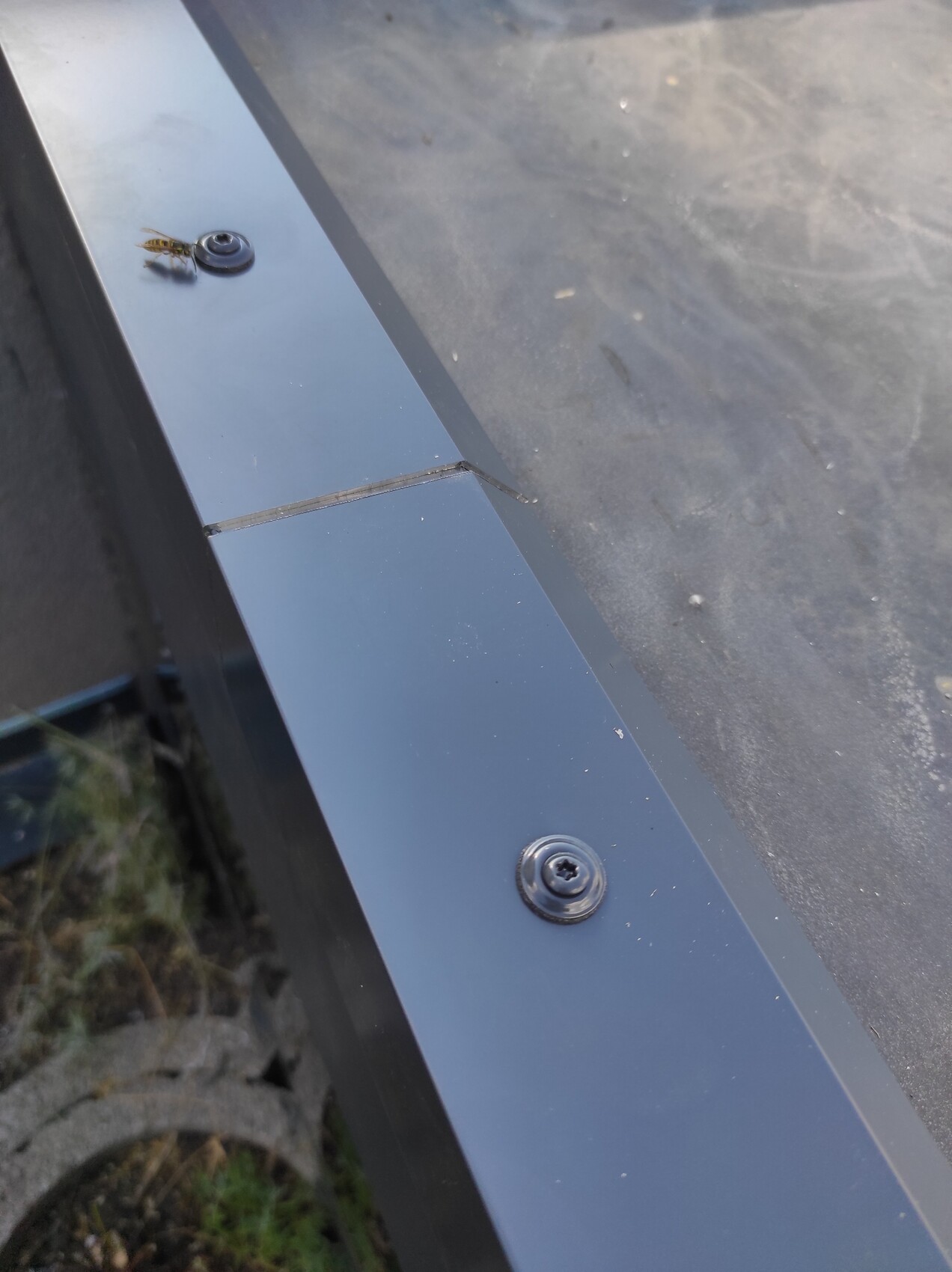 Nahaufnahme eines blauen Metallrahmens mit Schrauben; eine Wespe sitzt auf der Kante.